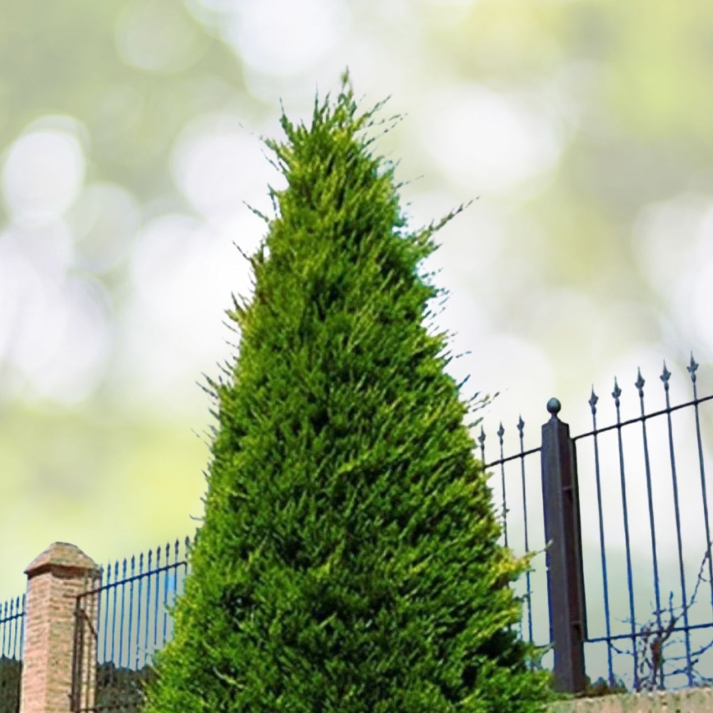 Leyland Cypress Tree Starter Plant - 20" Bare Root Evergreen Conifer - Fast Growing Hedge Plant (Cupressocyparis leylandii)