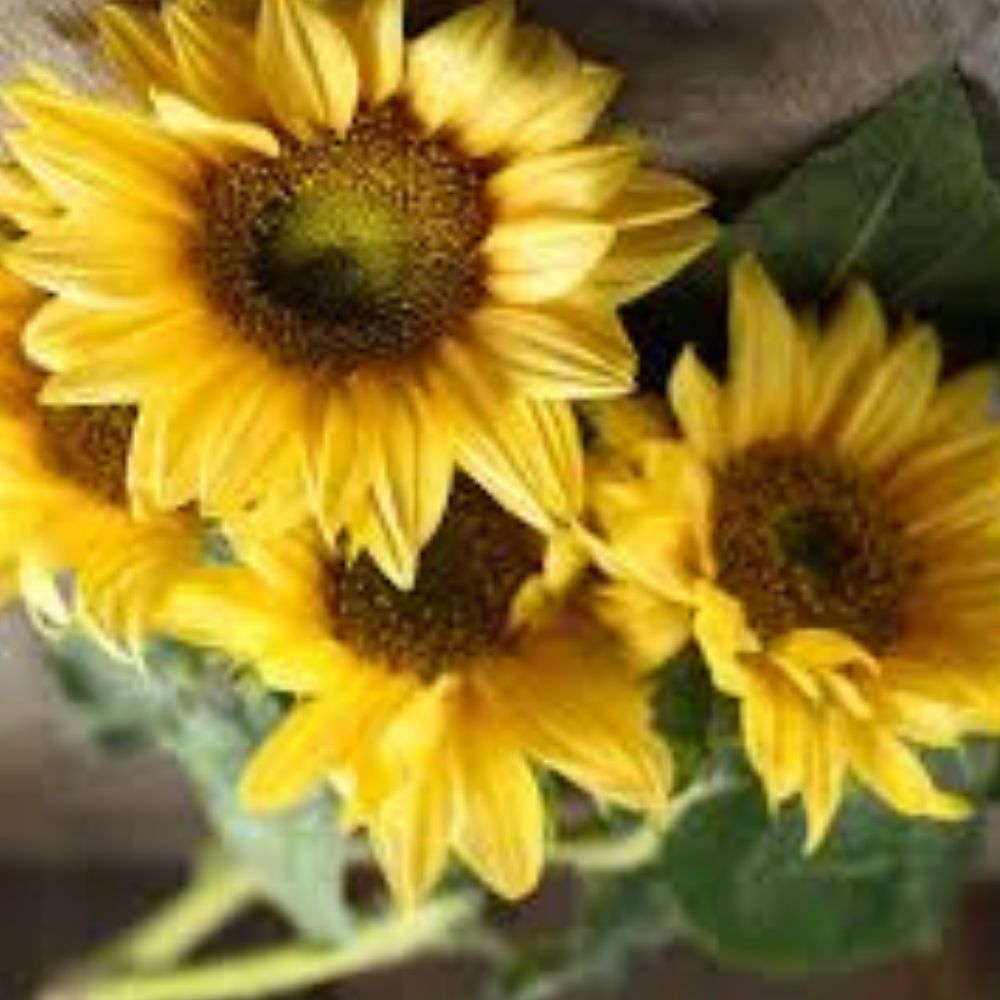 Lemon Queen Sunflower Seeds 50 Pack Organic Heirloom Helianthus annuus USA Grown