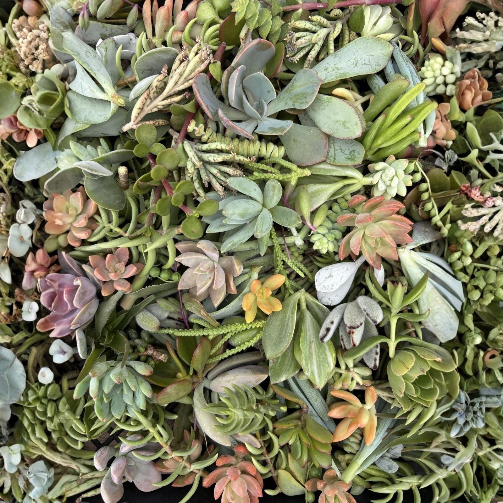 Succulent Cutting Set with 3 String Varieties and Assorted Box – Perfect for Planting and Decor
