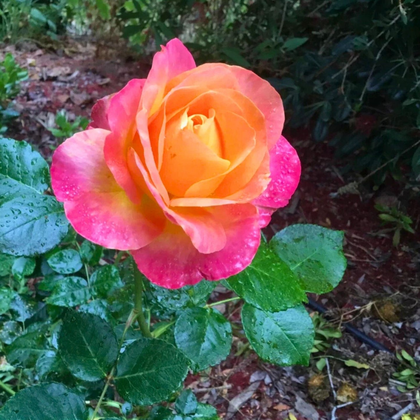 Rose Cuttings - Glowing Sunset Variety - Rosa spp, - Vibrant Pink and Orange Shades for Garden and Floral Arrangements