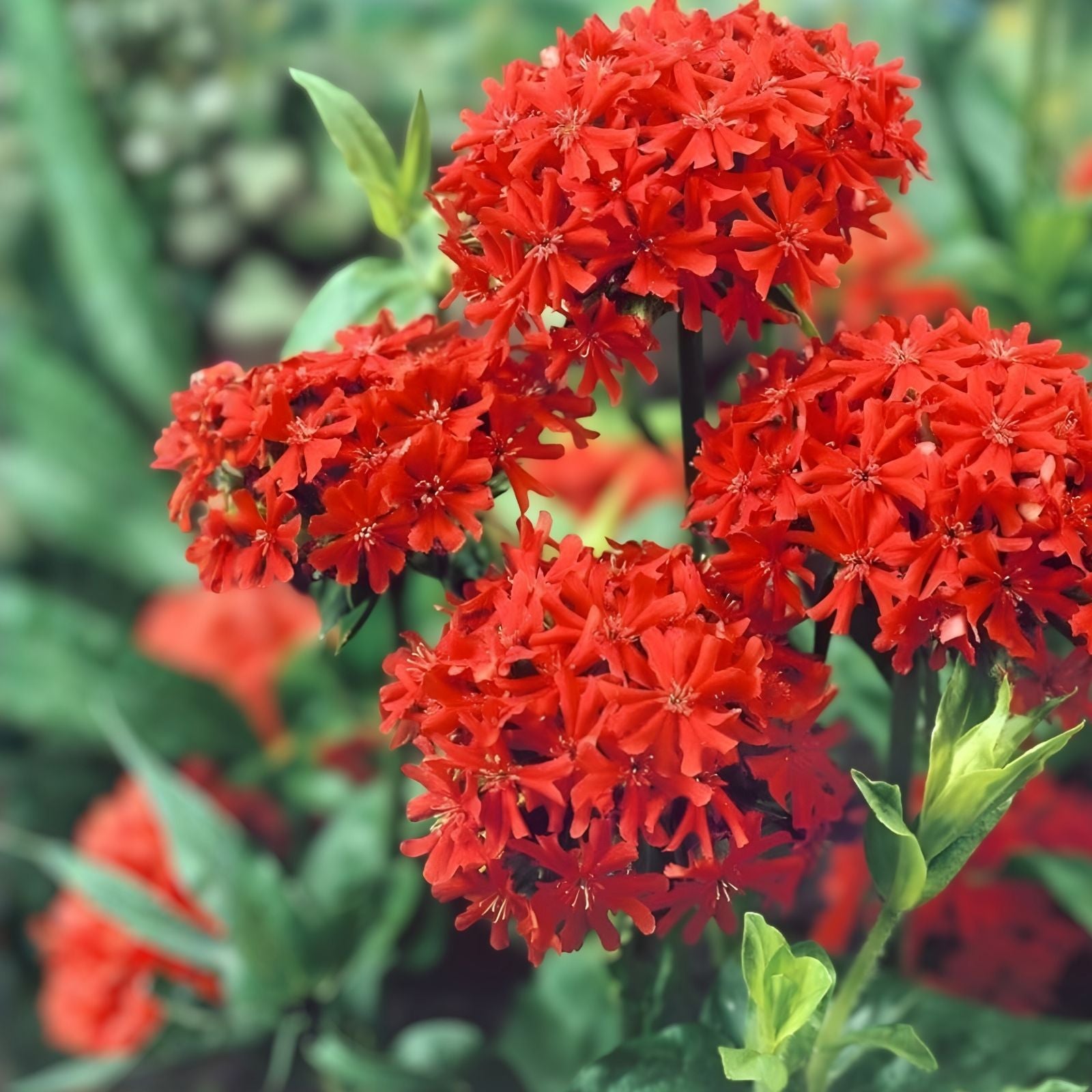 Burning Love Perennial Seeds – 50 Organic Lychnis Seeds for Garden, USA Grown, Free Shipping