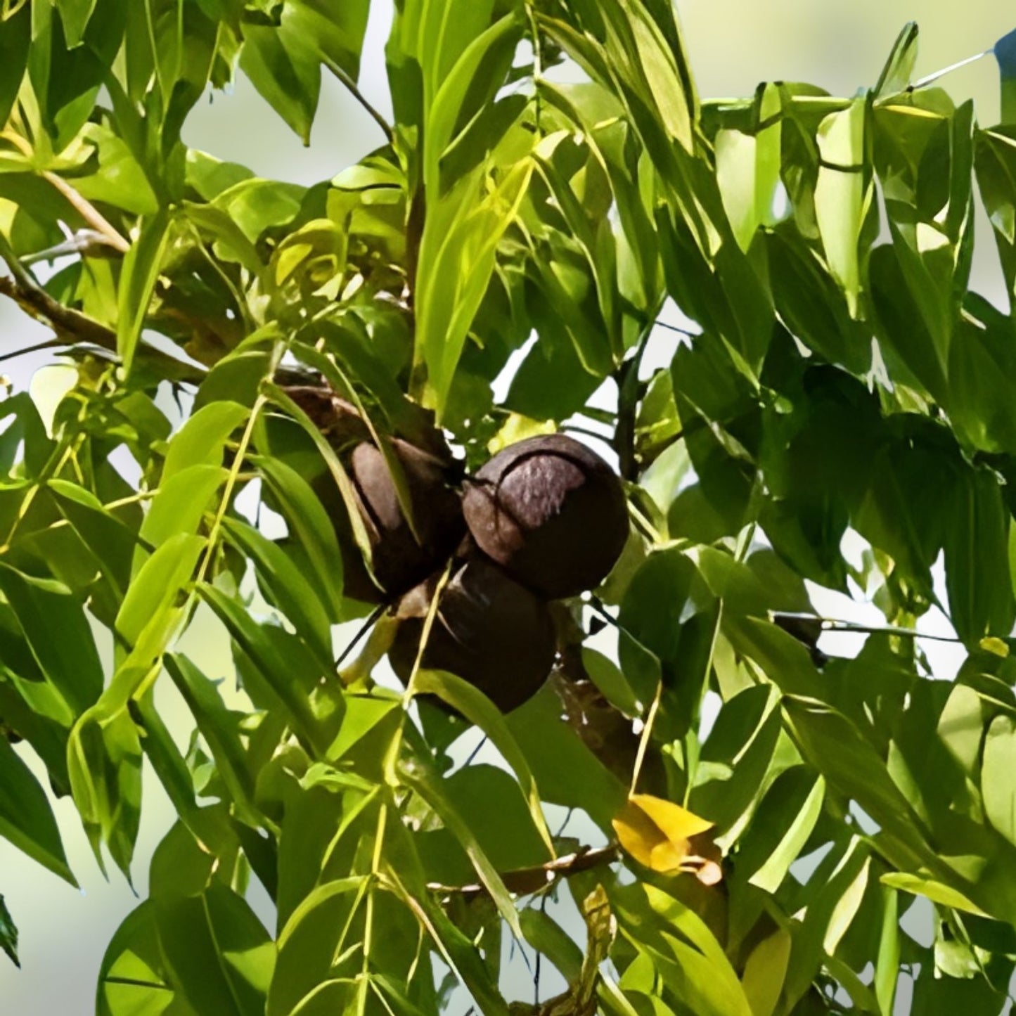 Black Walnut Tree Seeds 2 Pack for Planting Juglans nigra Grow Timber and Nut Tree