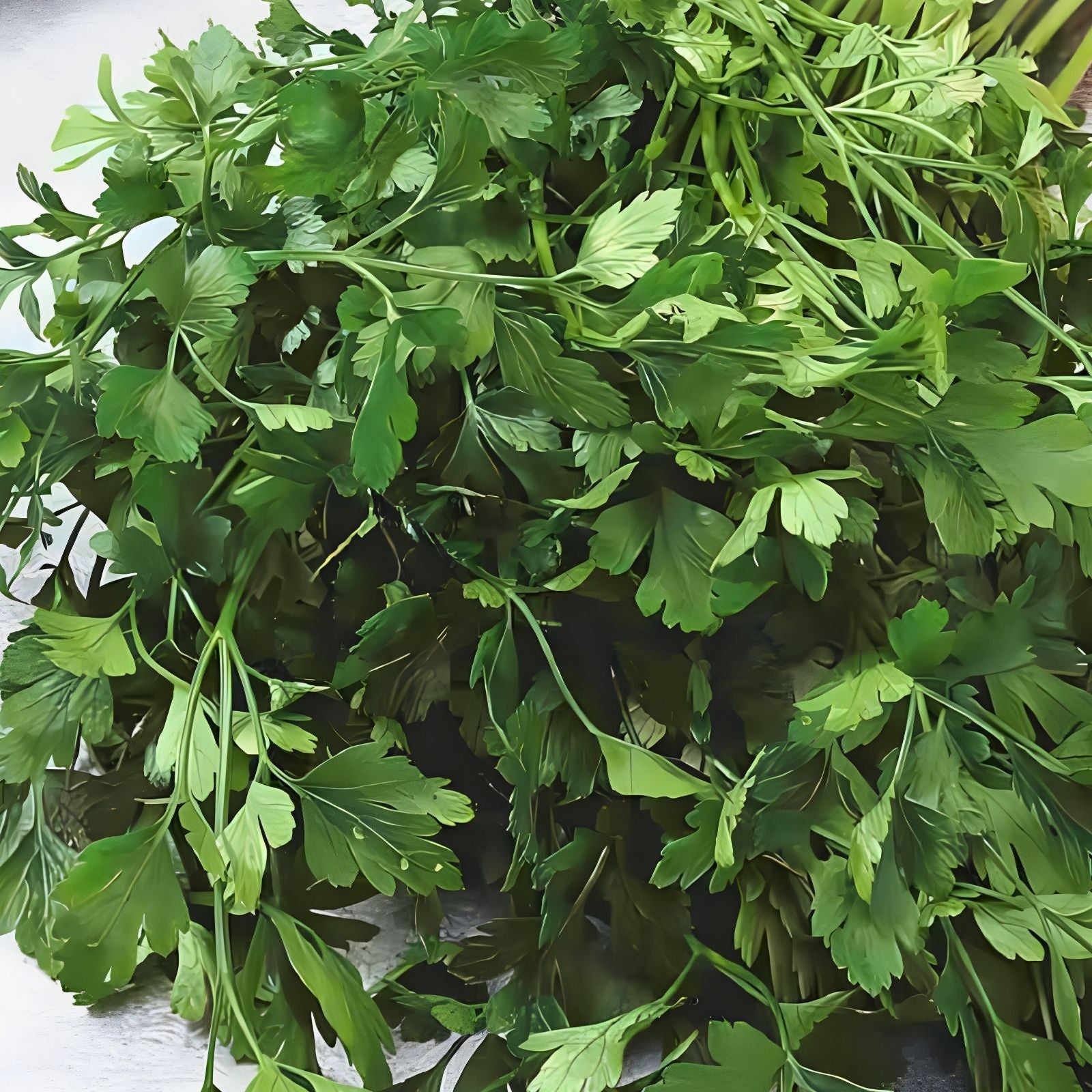 Parsley Seeds 500 Count Dark Green Italian Heirloom Non-GMO Petroselinum crispum Herb Seeds