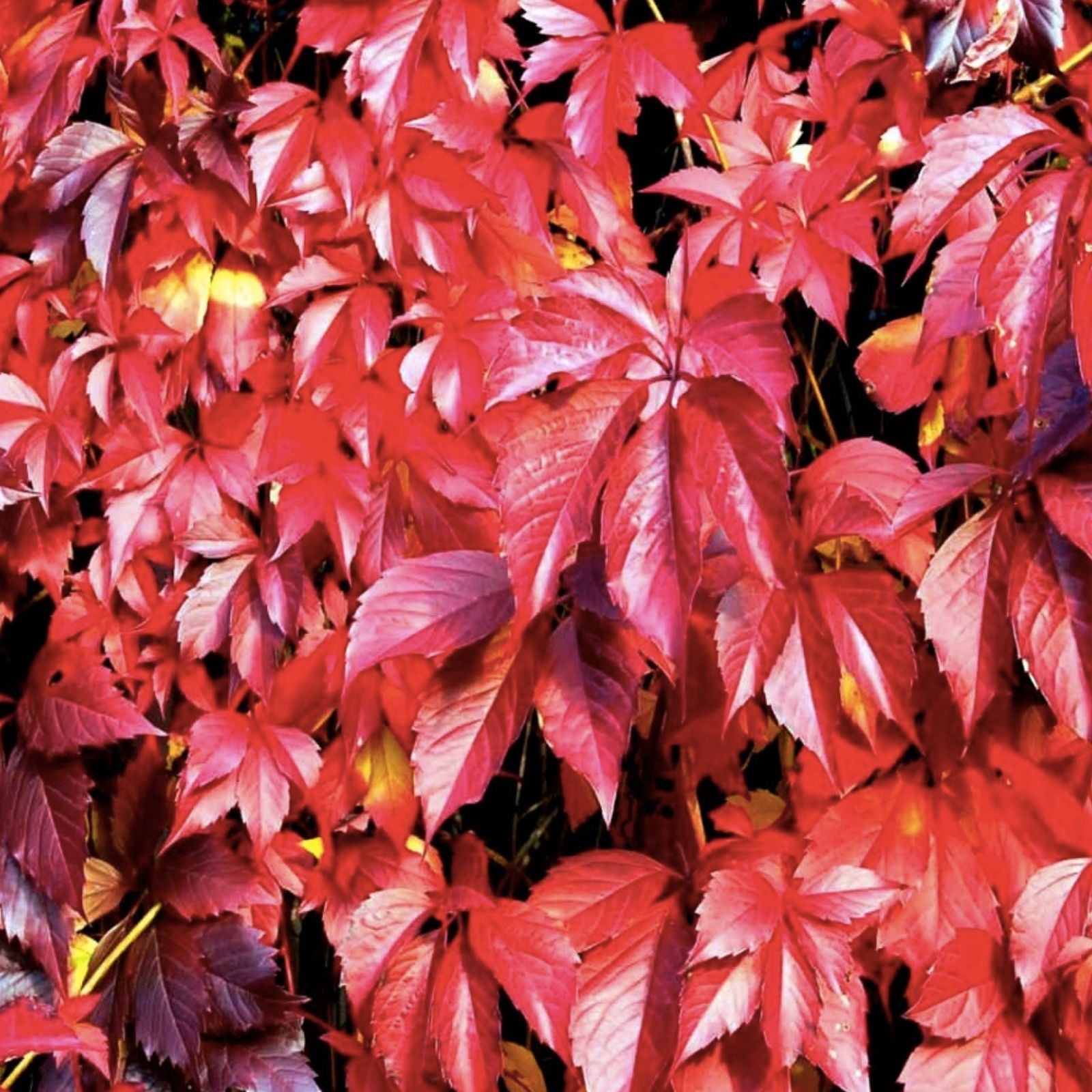 Virginia Creeper Seeds - 50+ Parthenocissus quinquefolia Fast-Growing Climbing Vine for Gardens