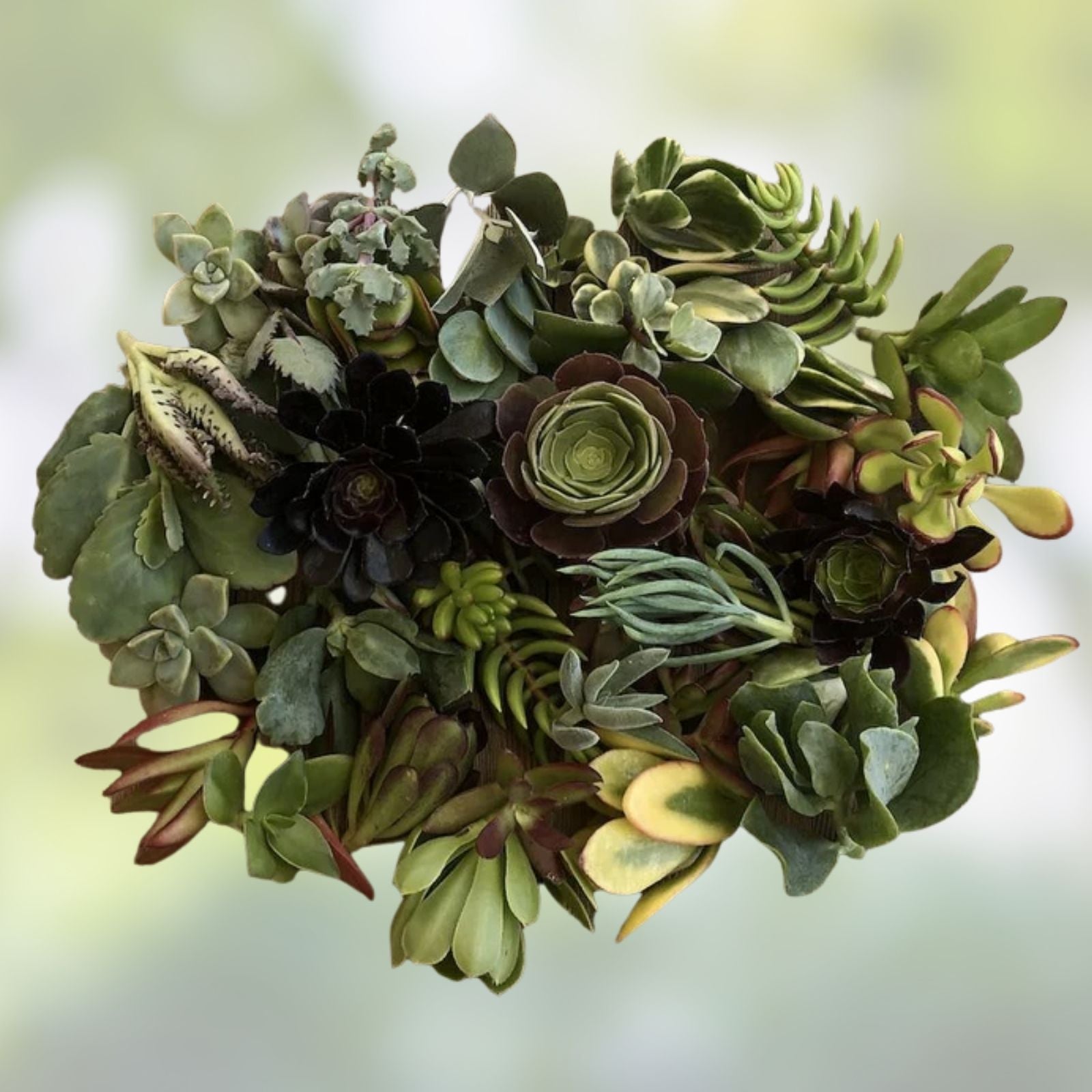 Rooted Plant Cuttings Pack - 15 Assorted Varieties for Propagation - Gardening Enthusiasts - Live Plant Cuttings
