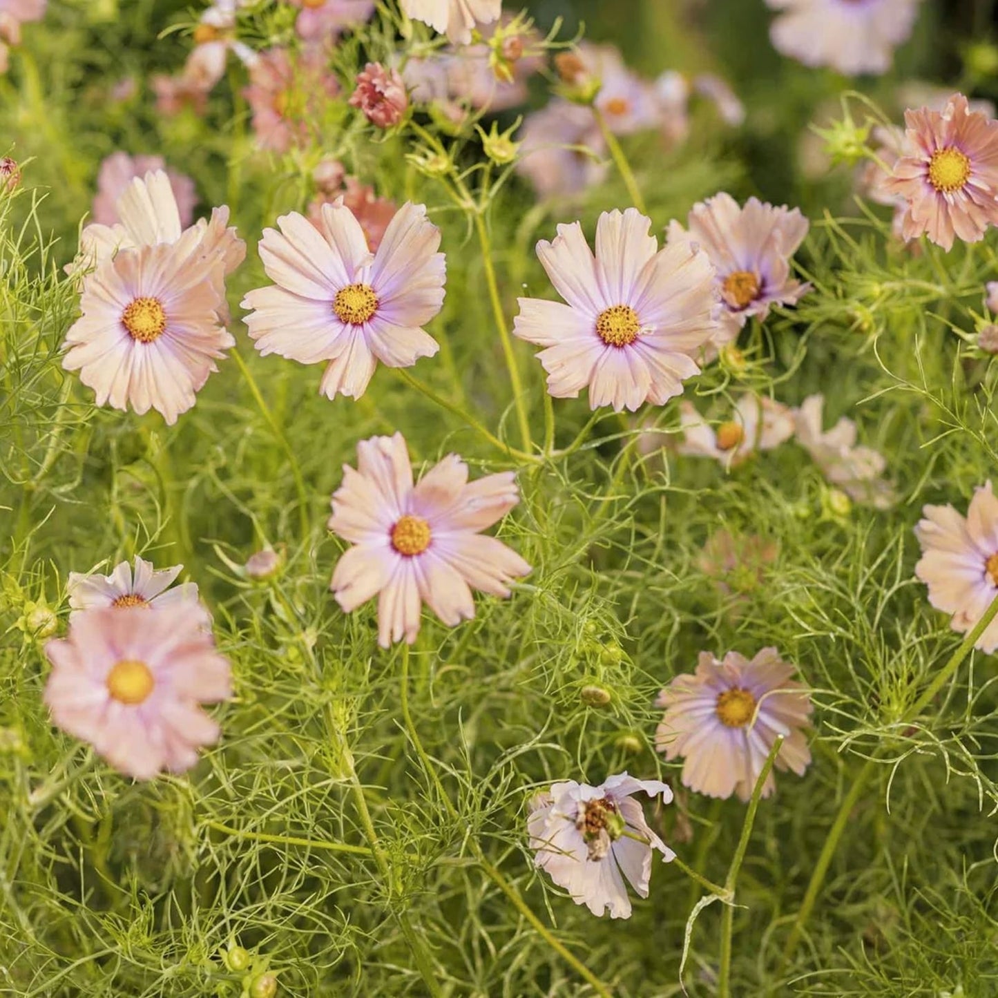 Cosmos Seeds 250 Count Apricot Lemonade Variety Cosmos bipinnatus Garden Flower Seeds for Pollinators