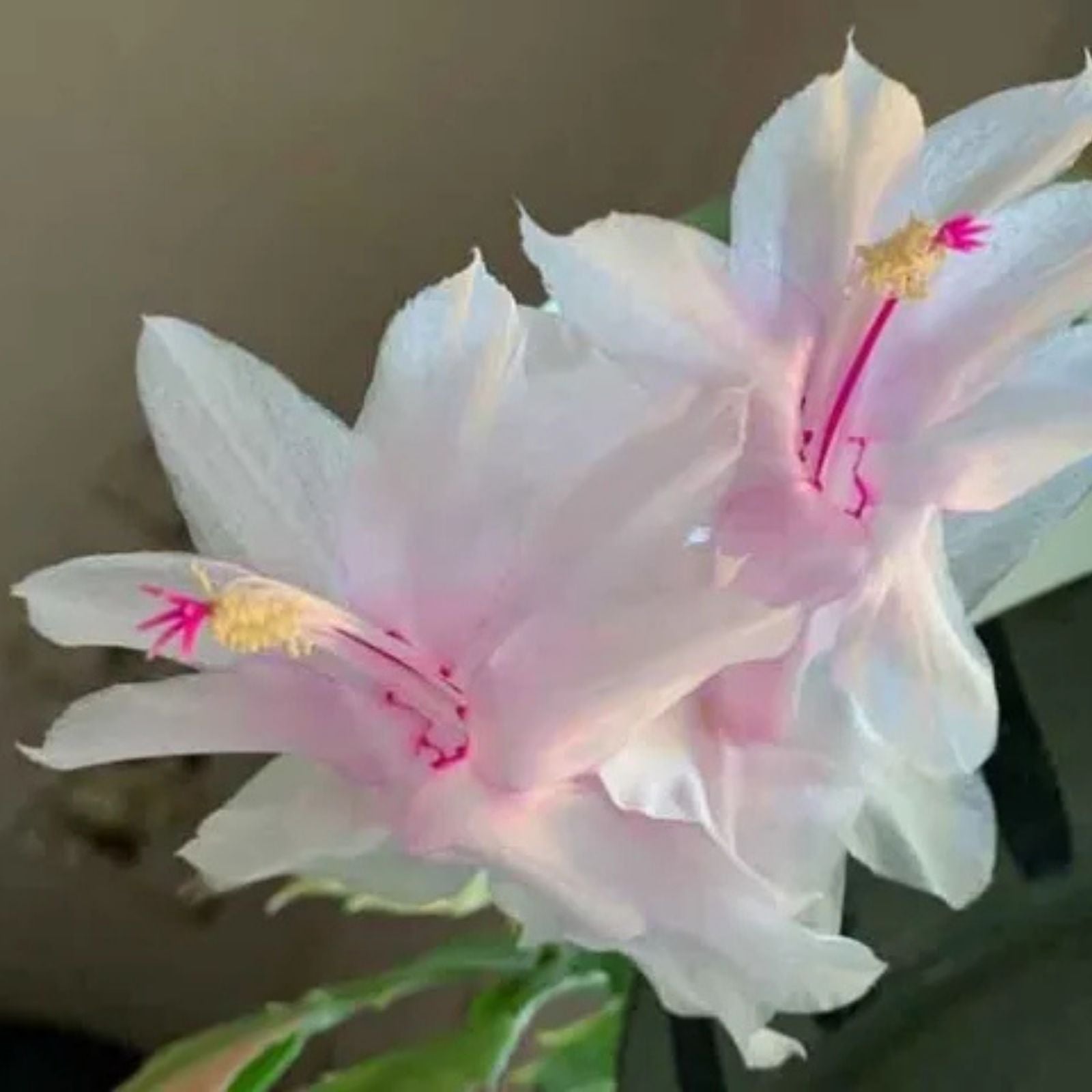 Thanksgiving/Christmas Cactus Cuttings - Schlumbergera "Branca Dobrada" - No Roots - Holiday Succulent Propagation