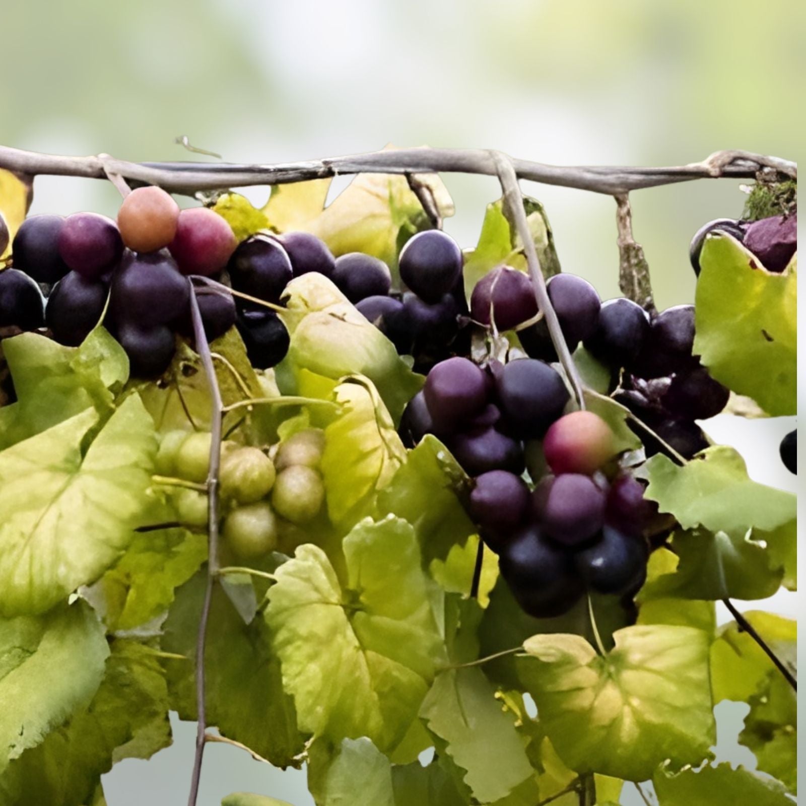 Heirloom Muscadine Grape Vines Live Plants 2 Yr Old Rotundifolia Vitis Fruit-Bearing Varieties for Home Garden