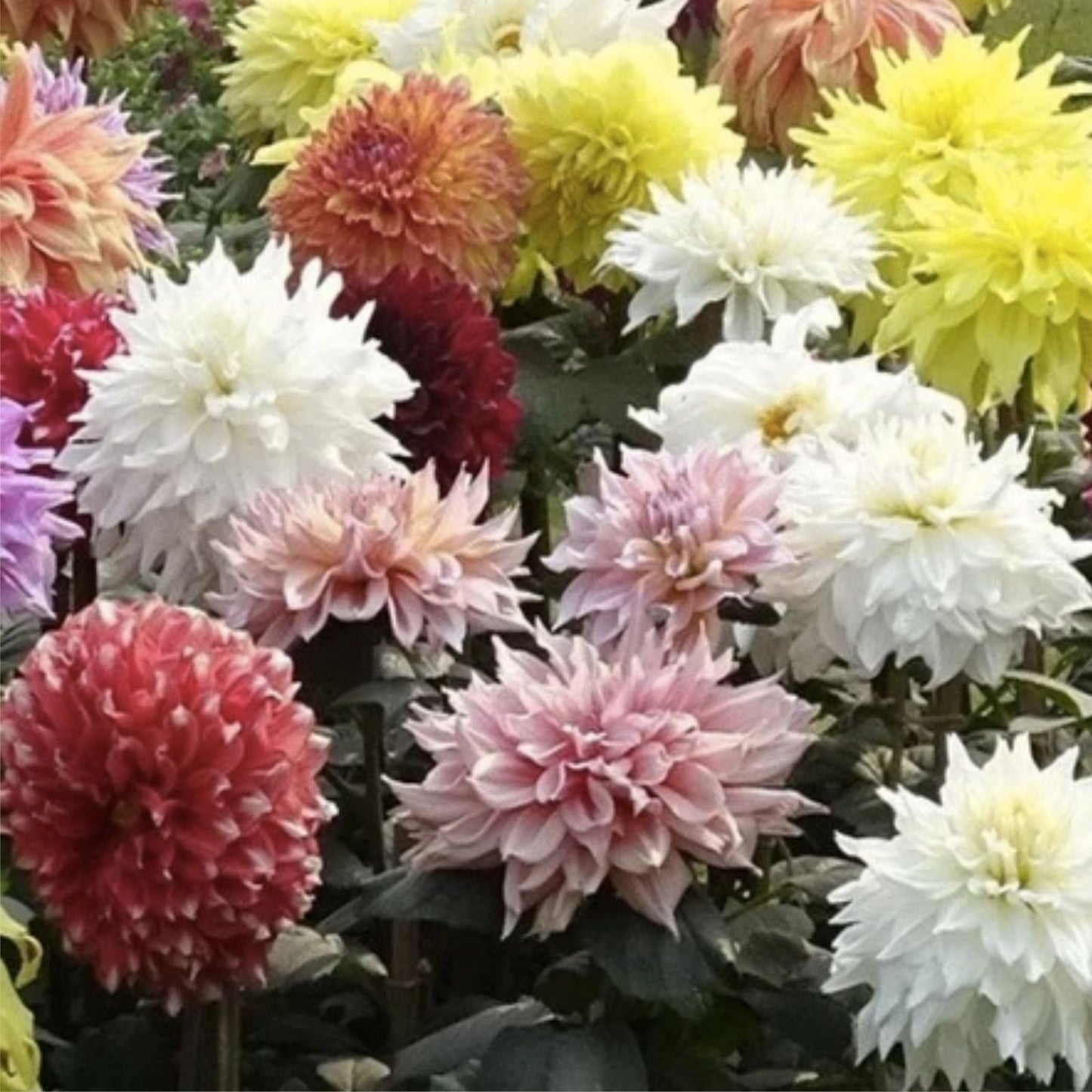 Mixed Dinnerplate Dahlia Bulbs – 3 Large Tubers, Assorted Colors, Dahlia ‘Dinnerplate’ for Stunning Garden Blooms