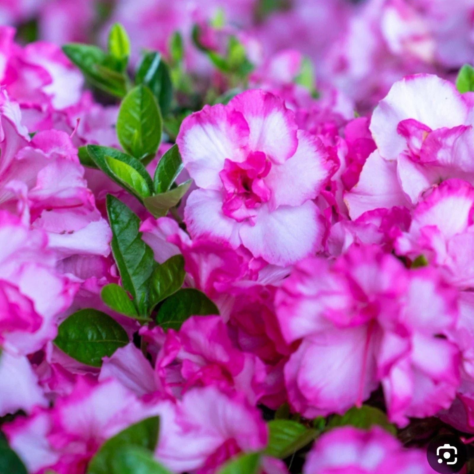 Encore Autumn Kiss Azalea Starter Plant – Well Rooted Deciduous Rhododendron 'Autumn Kiss' for Garden Landscaping