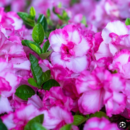 Encore Autumn Kiss Azalea Starter Plant – Well Rooted Deciduous Rhododendron 'Autumn Kiss' for Garden Landscaping