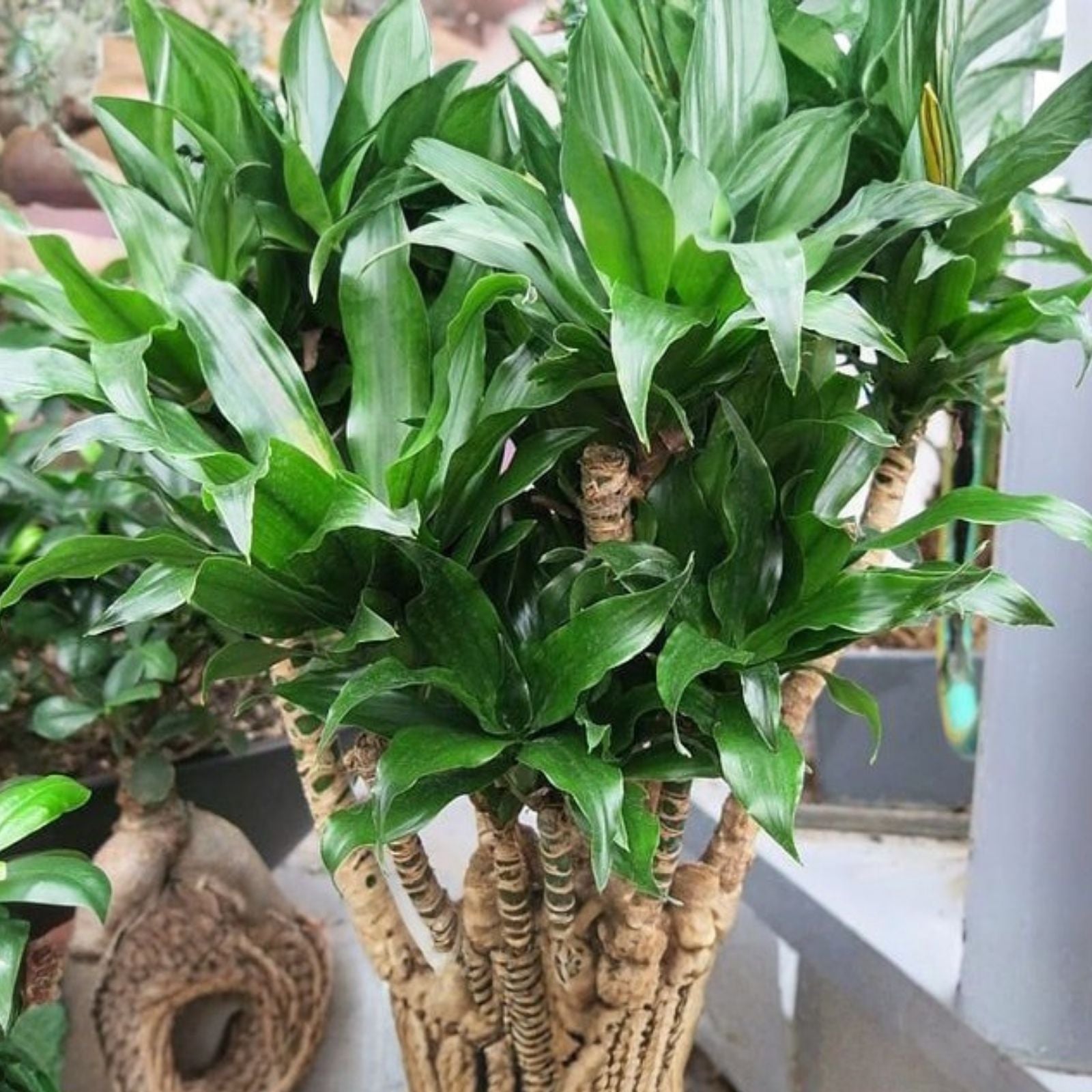25 Dragon Tree Cuttings - Wholesale Dracaena Marginata Indoor Plant - Money Tree Bonsai - Easy to Grow Houseplant
