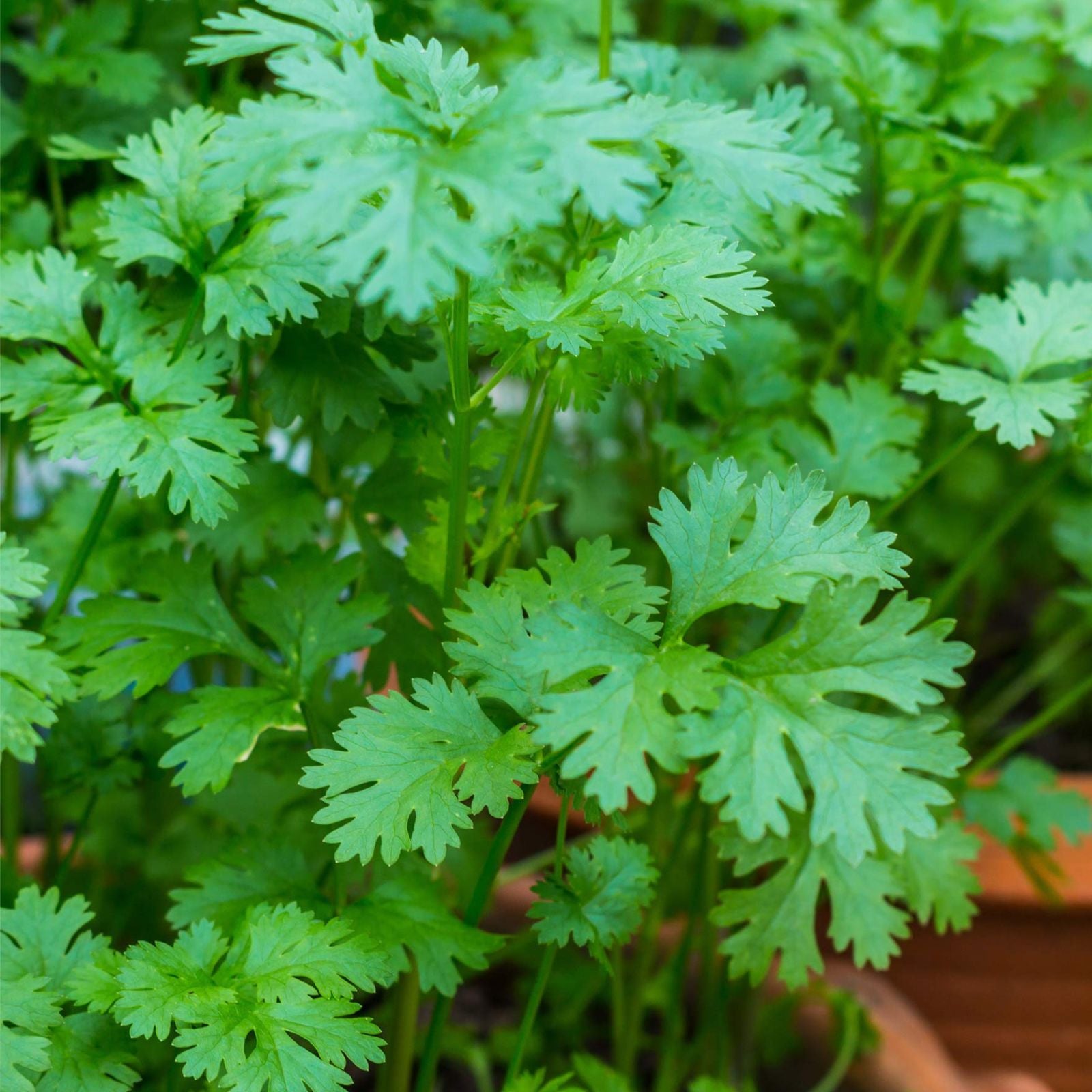 Cilantro Seeds 50+ Non-GMO Herb Seeds for Garden Planting Coriandrum sativum Fast Germination Annual Herb