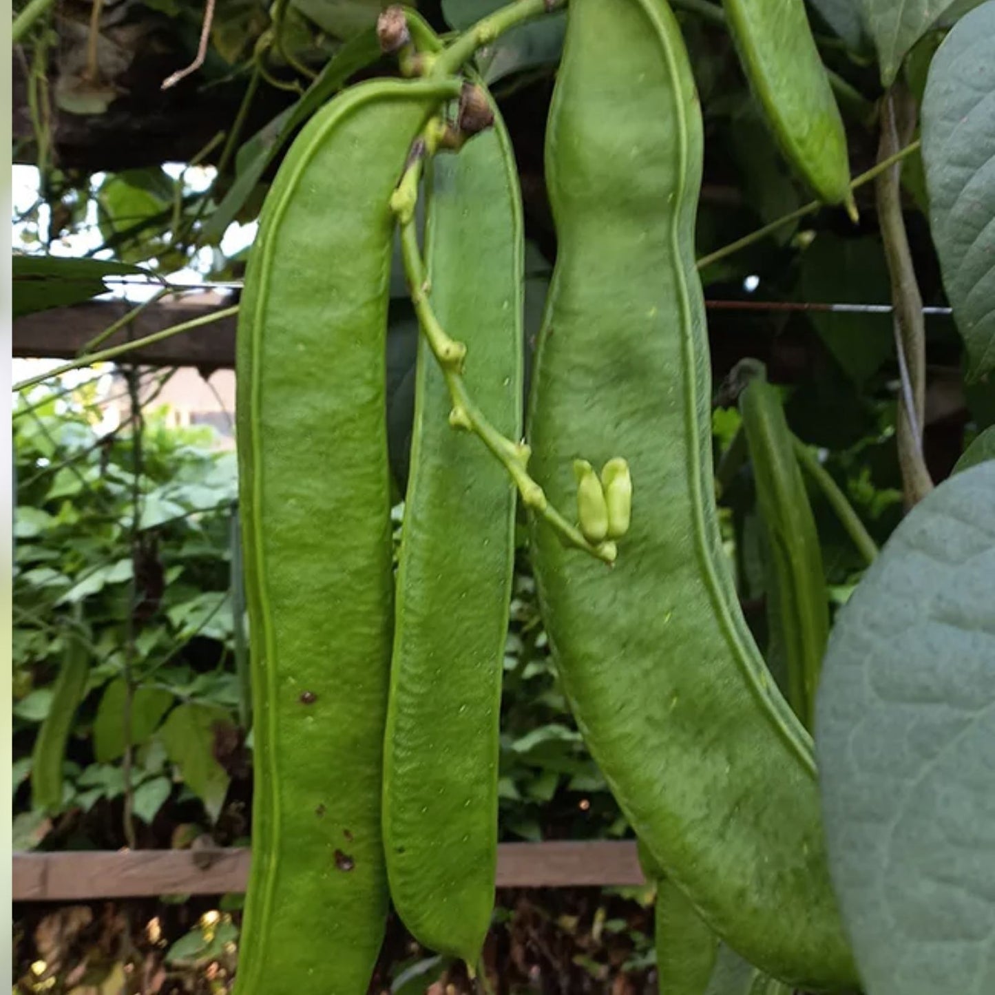 Wonder Bean Seeds 10 Pack GIANT Jack/Sword Variety Canavalia ensiformis Non-GMO USA Free Shipping