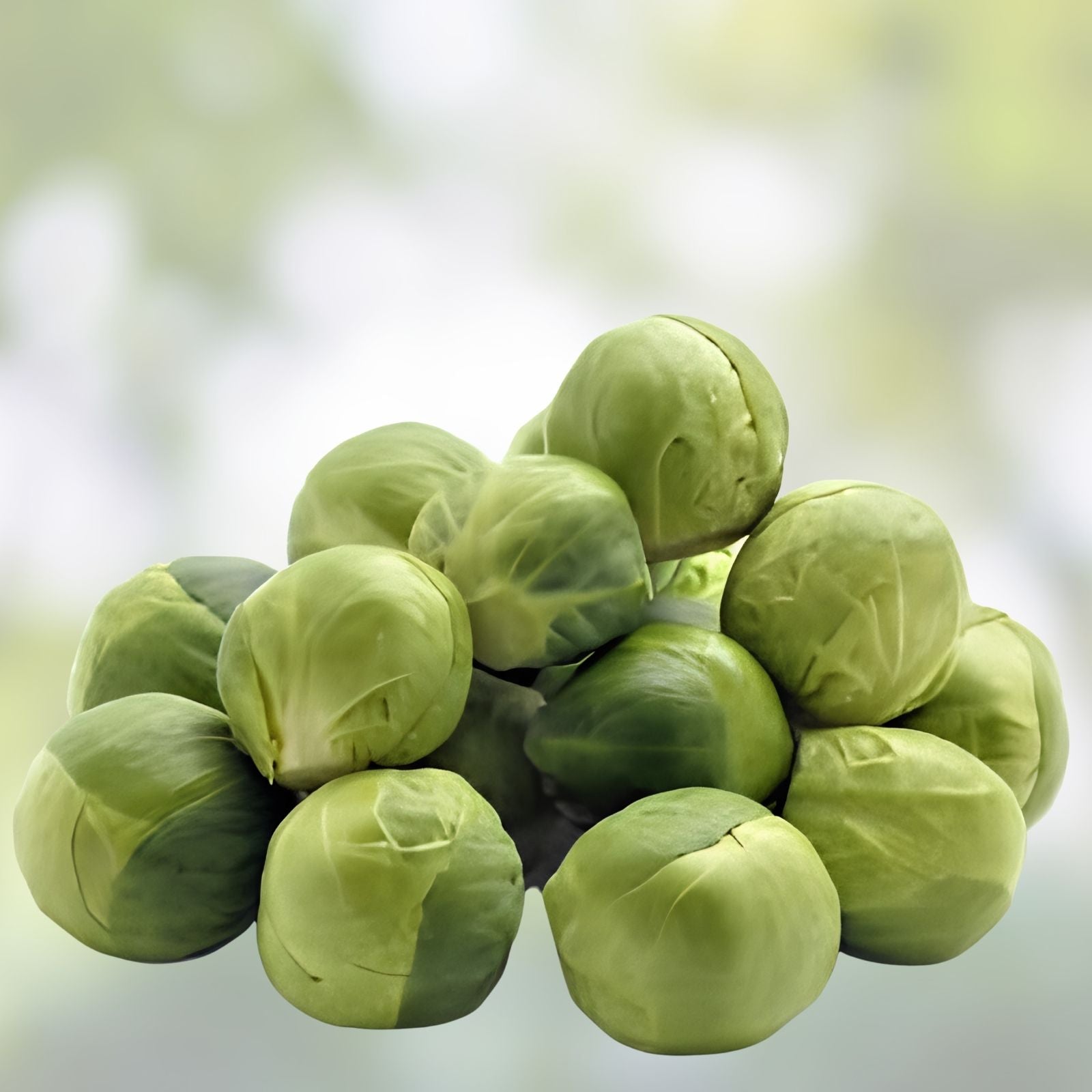 Brussel Sprouts Seeds 250+ Count Organic Non-GMO Brassica oleracea Vegetable Seeds for Gardening