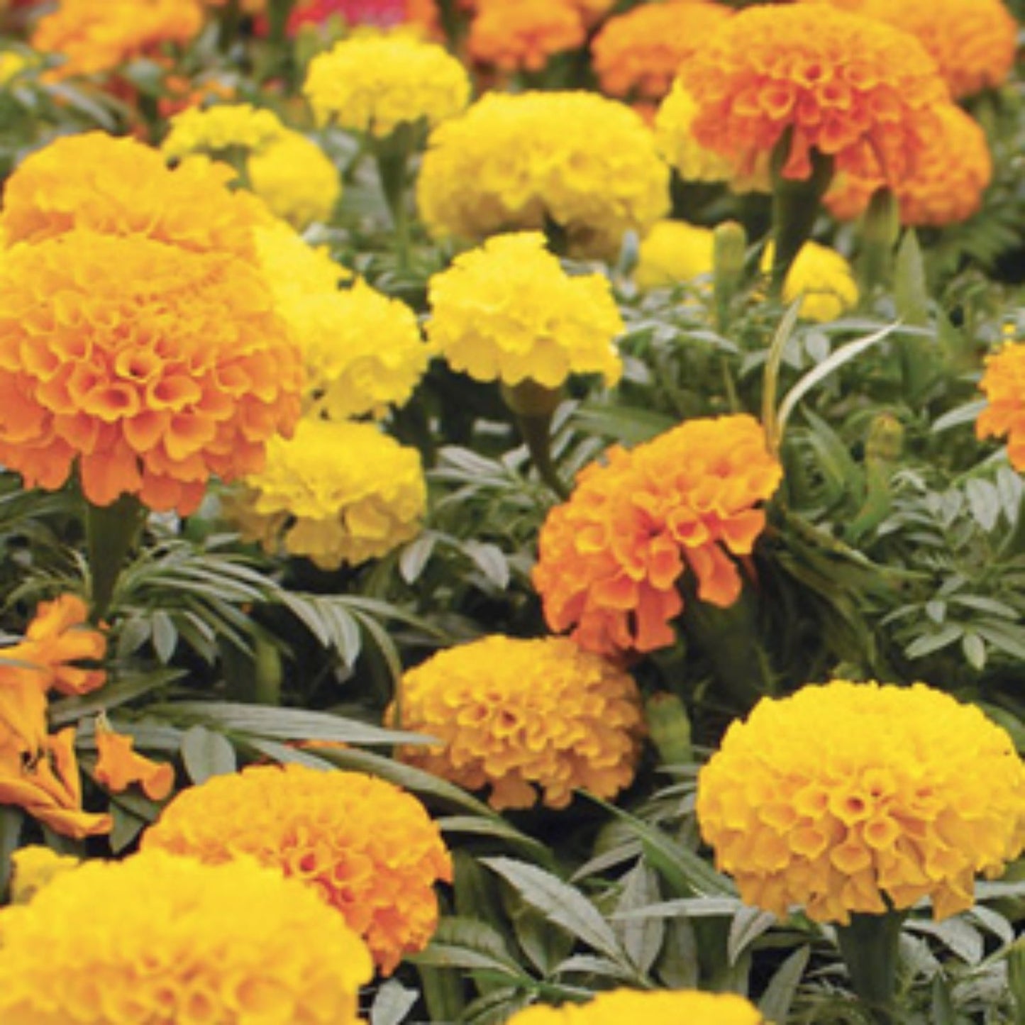 Organic Cracker Jack African Marigold Seeds, Tagetes erecta, USA Grown, 200 Pack, Free Shipping, Ornamental Flower Seeds