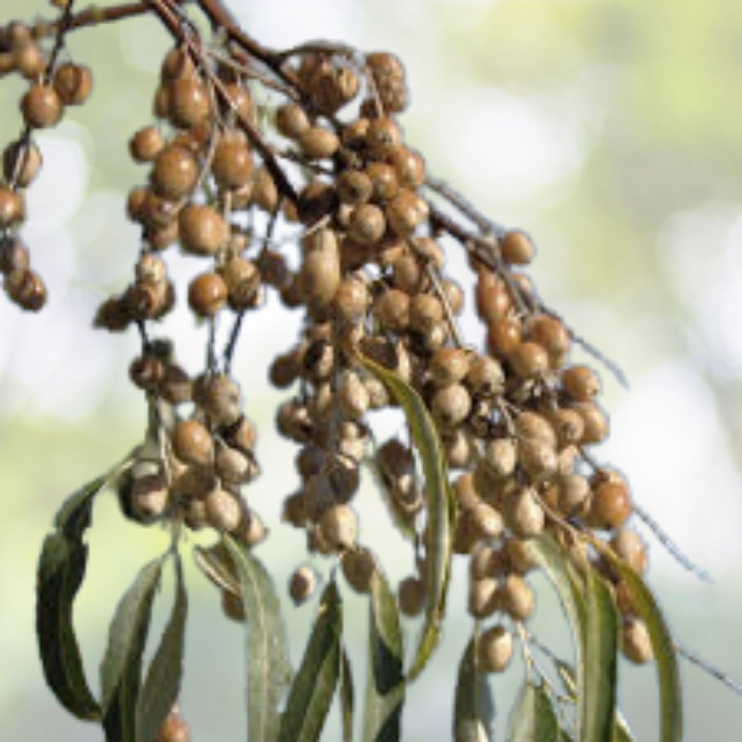 Russian Olive Seeds - Organic 20 Pack, Elaeagnus angustifolia, Drought-Tolerant, Hardy Plant for Gardens