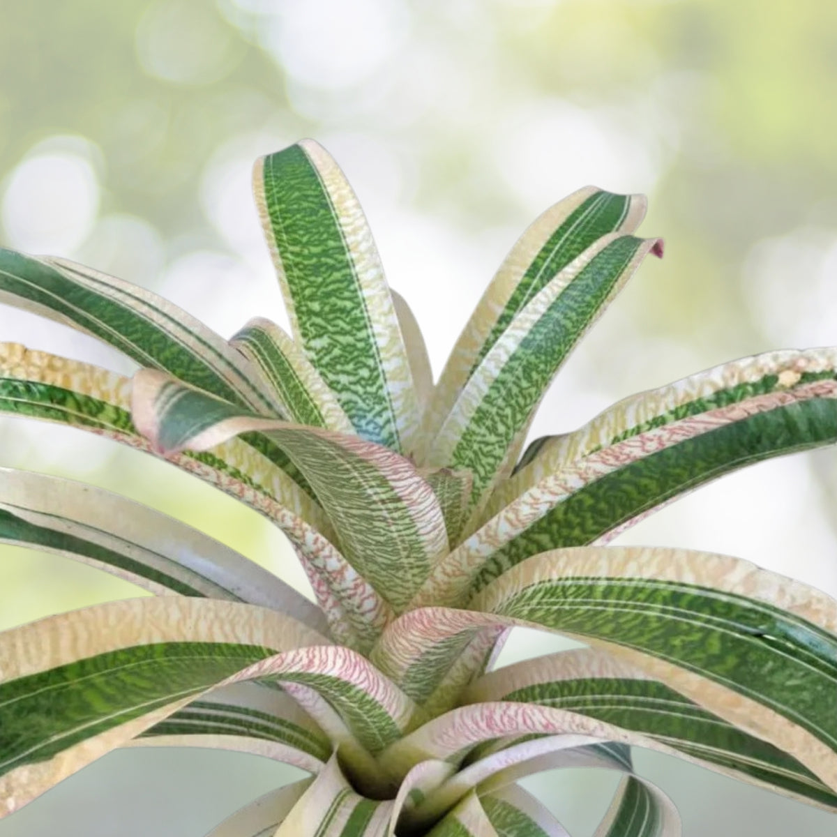 Bromeliad Plant - 1 Live Plant - White Lines Variegated - Billbergia, Vriesea - Tropical Houseplant for Home Decor