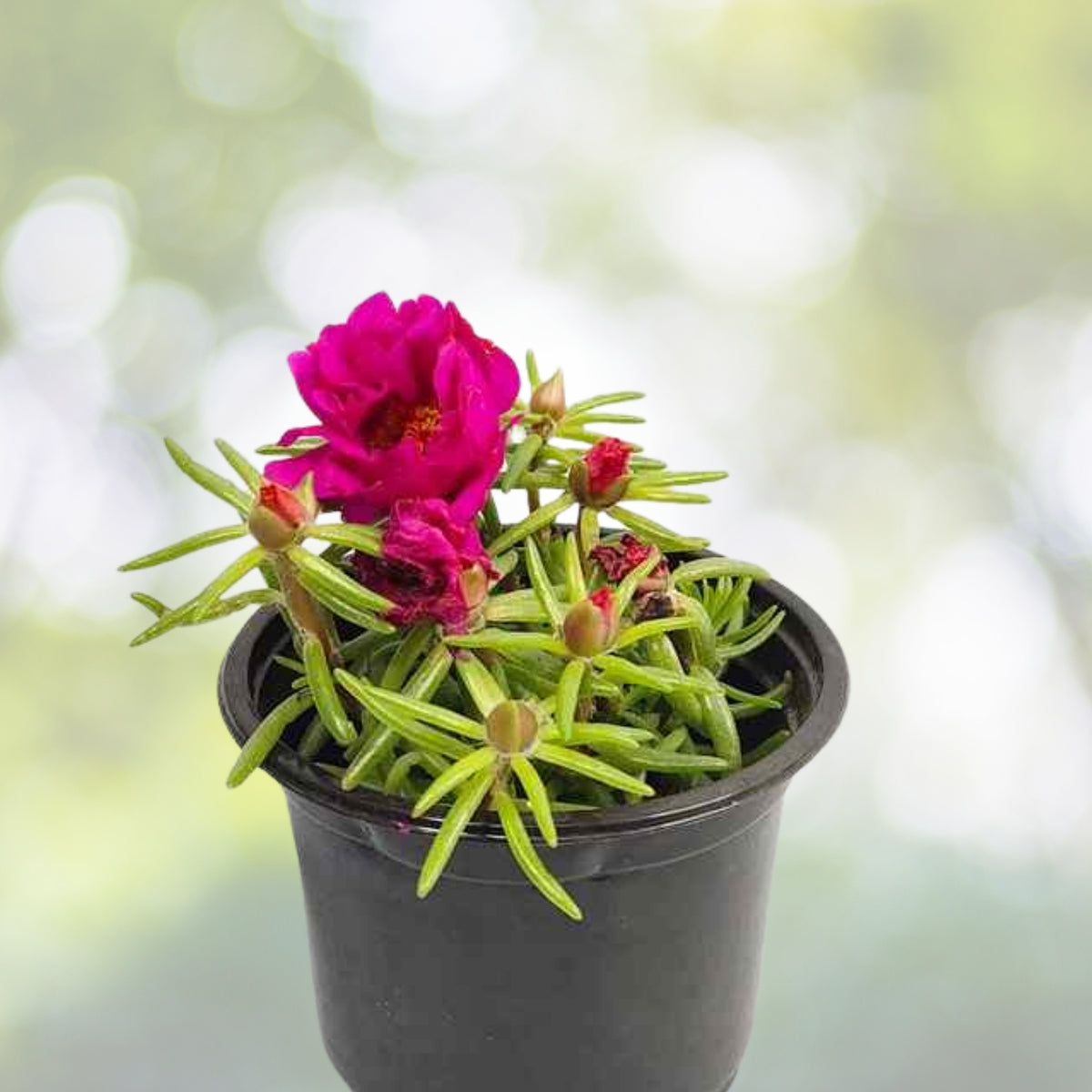 Portulaca Plant 6in Pot Pink Lady Bicolor Pink White Drought-Tolerant Moss Rose Portulaca grandiflora
