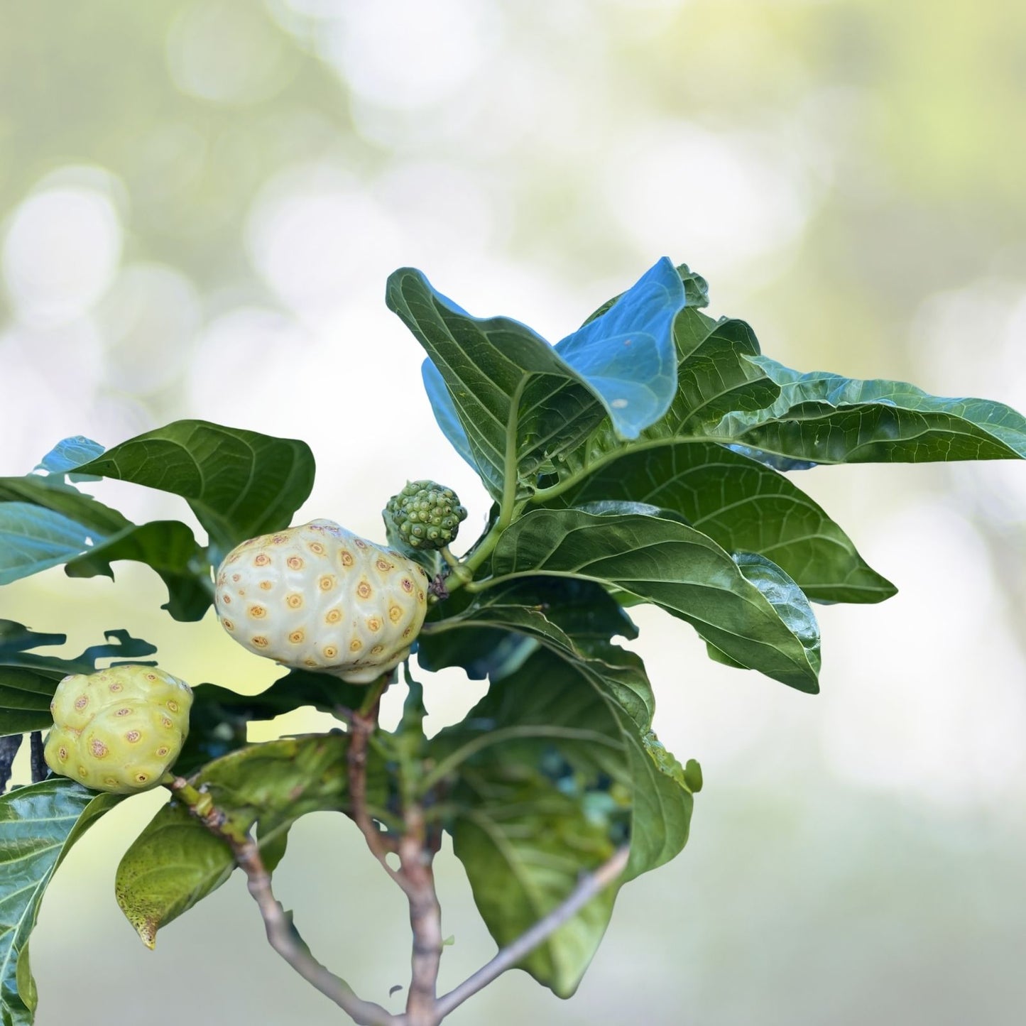 Noni Berry Tree Seeds - Organic Morinda citrifolia Superfood - 10 Seeds for Planting