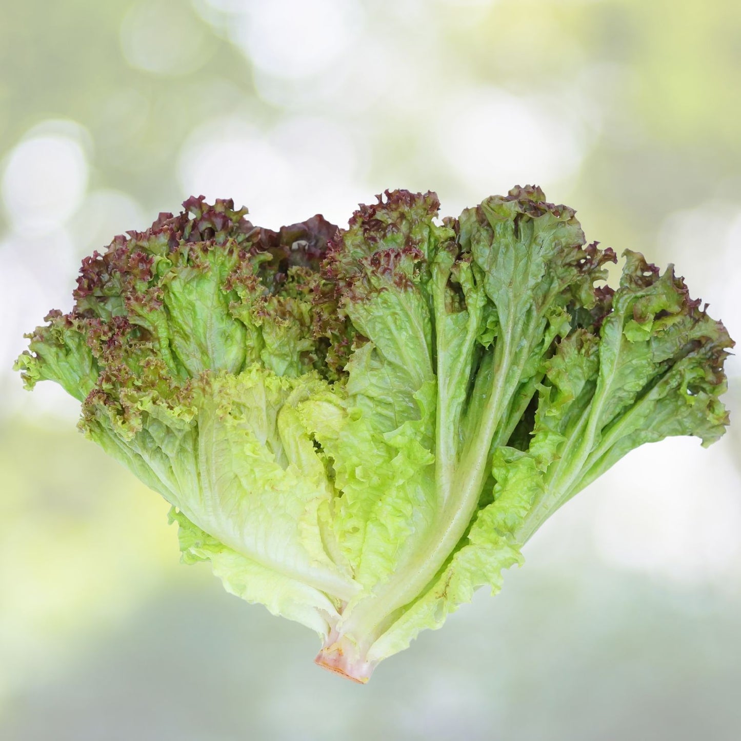 Heirloom Leaf Lettuce Seeds - Prizehead Variety - Non-GMO Organic Salad Greens - 50+ Seeds for Gardening and Fresh Lettuce