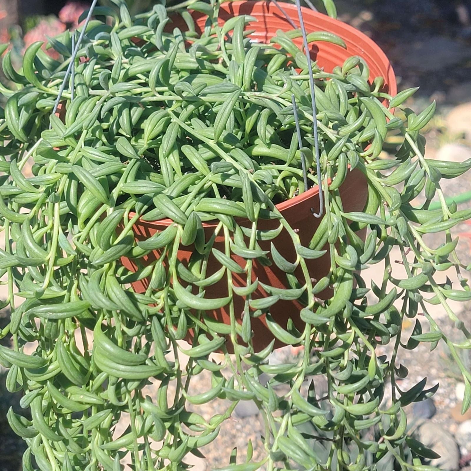 String of Bananas Cuttings 20 Pieces - Senecio Radicans Succulent for Indoor Gardening, 8 Inches Long