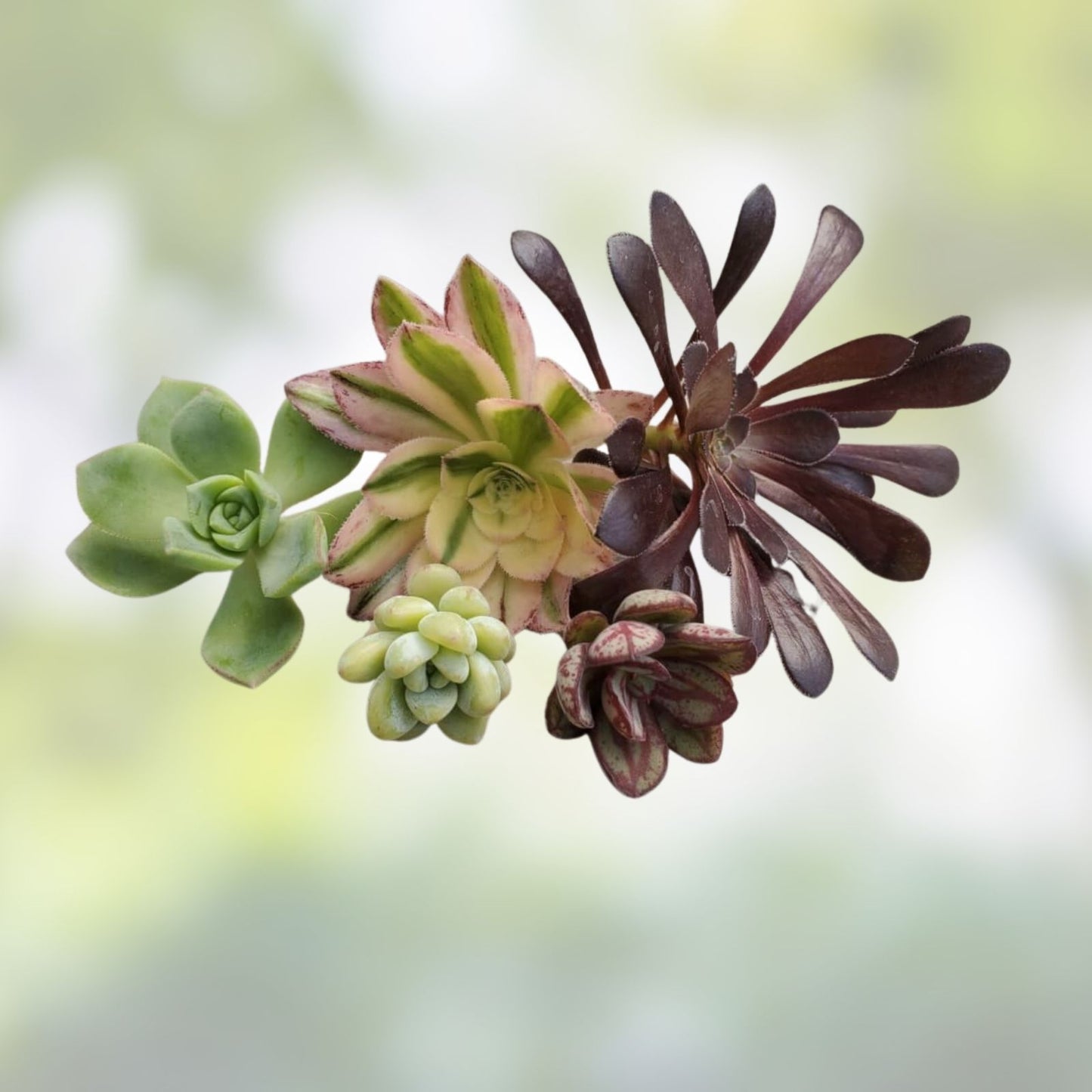 Assorted Succulent Cuttings - 15 Varieties for DIY Arrangements, Not Rooted, Unique Succulent Plants, Easy to Grow