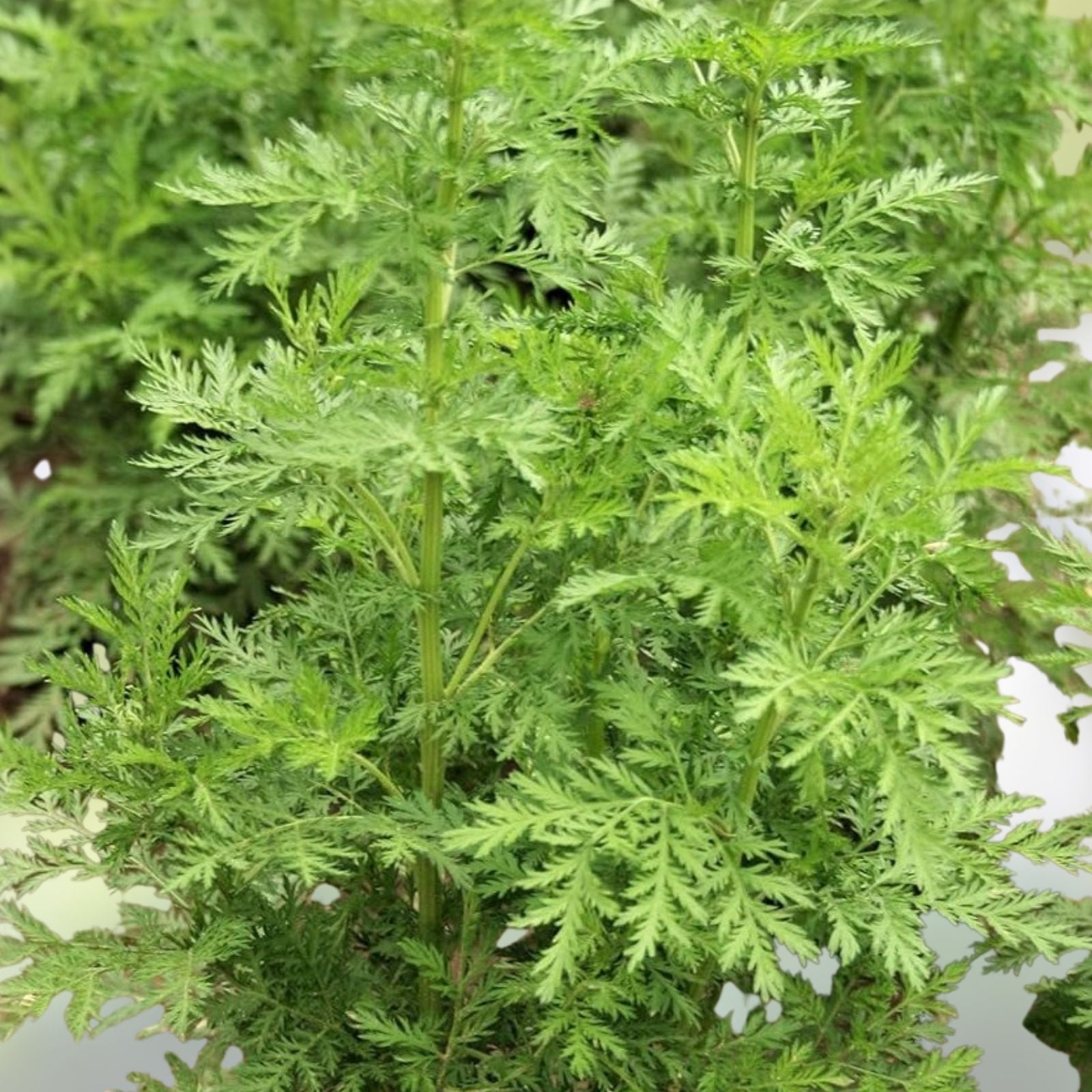 Sweet Wormwood Herb Seeds - 1000+ Seeds - Artemisia annua - Sweet Annie Sagewort - Organic, Non-GMO, Heirloom Seeds