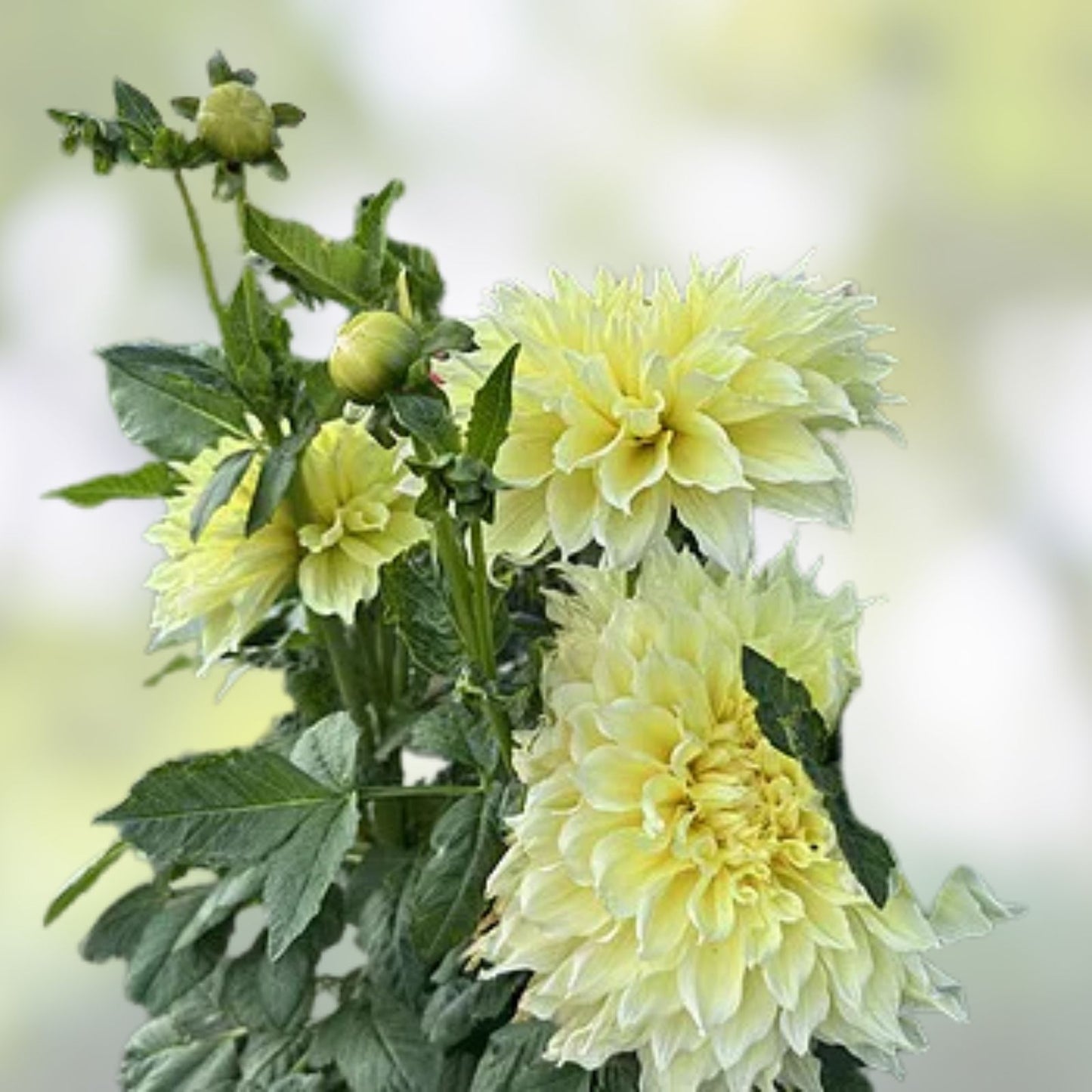 Dahlia Bulb Tuber Kelvin Floodlight Yellow Dinnerplate Hybrid Deer Resistant Full Sun 12" Blooms
