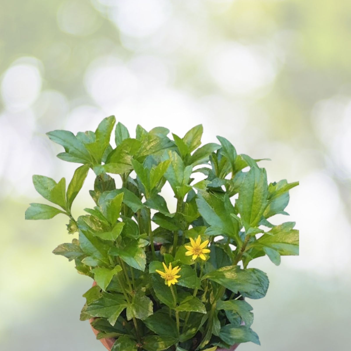 Wedelia Trilobata Live Starter Plant 6" Yellow Singapore Daisy Creeping Vine - Ideal Ground Cover for Gardens