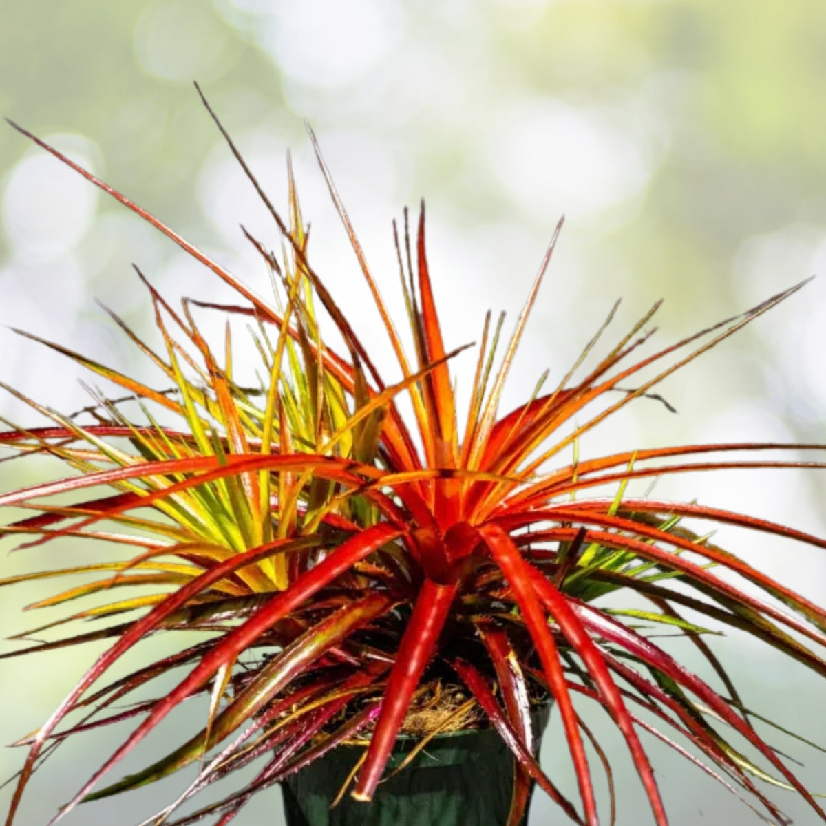 Bromeliad Plant 5" Pot Bright Red Foliage Thin-Leaved Symmetrical Orthophytum Navioides