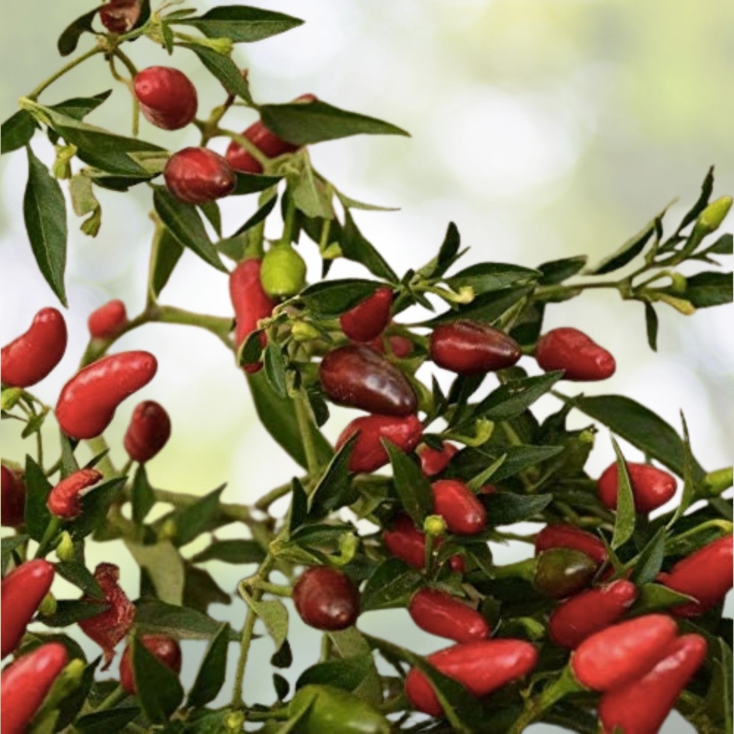 Organic Thai Chili Hot Pepper Seeds - 30+ Heirloom Small Red Variety - Perfect for Gardening and Cooking