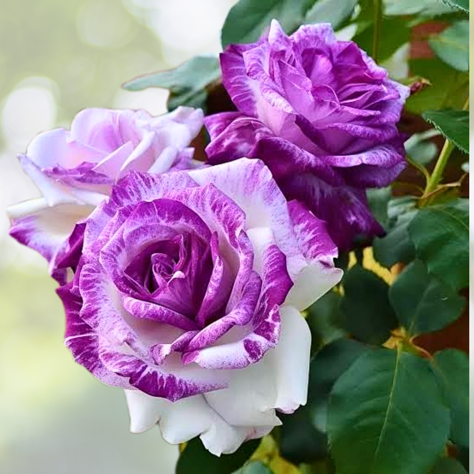 Rare Purple and White Twin Rose Seeds - 20pcs - Captivating Garden Contrasts - Rosa spp.