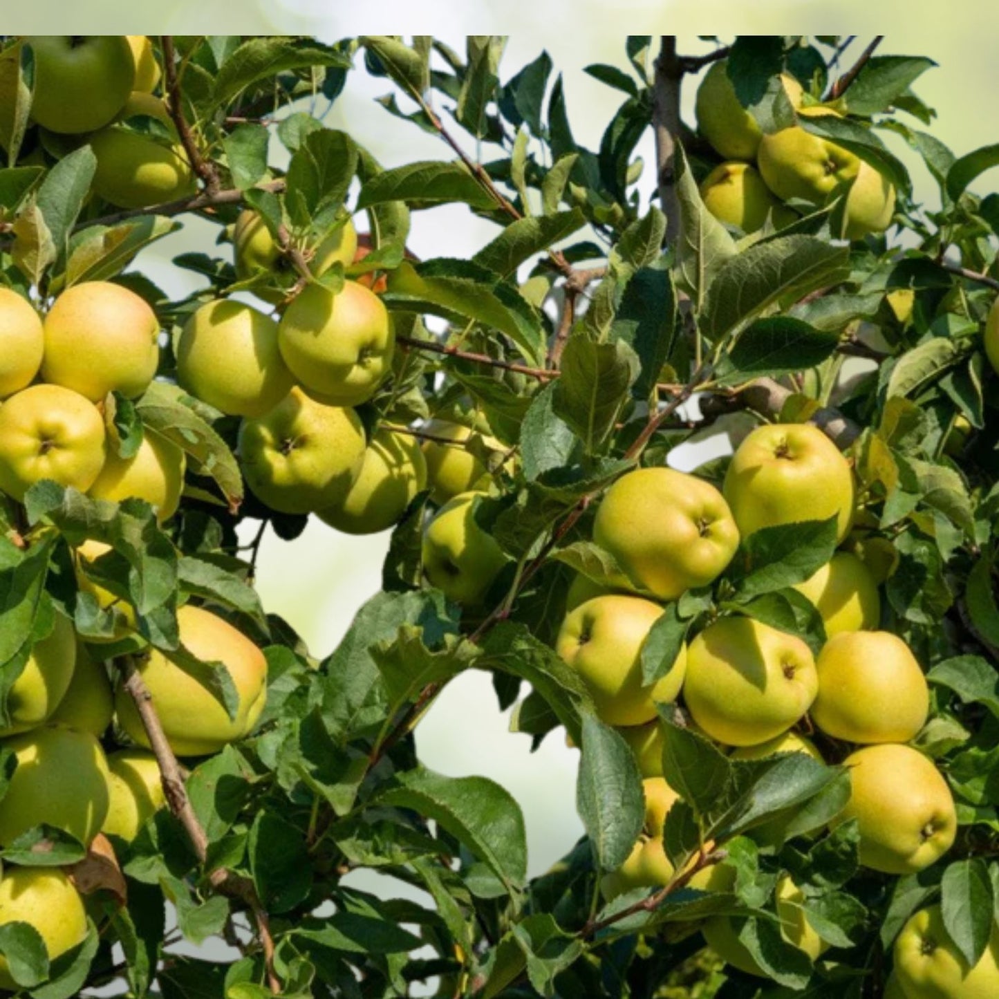 Organic Golden Delicious Apple Tree Cuttings - 4+1 Free Scions - Malus domestica