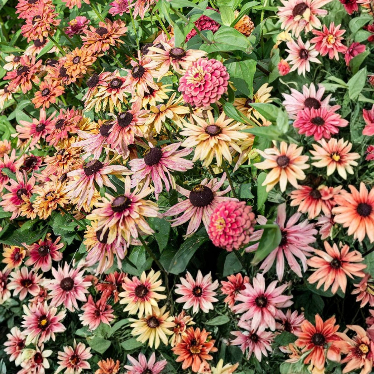 Rudbeckia Seeds 125+ Sahara Rose Variety Annual Flower Seeds for Garden Garden Planting Rudbeckia hirta