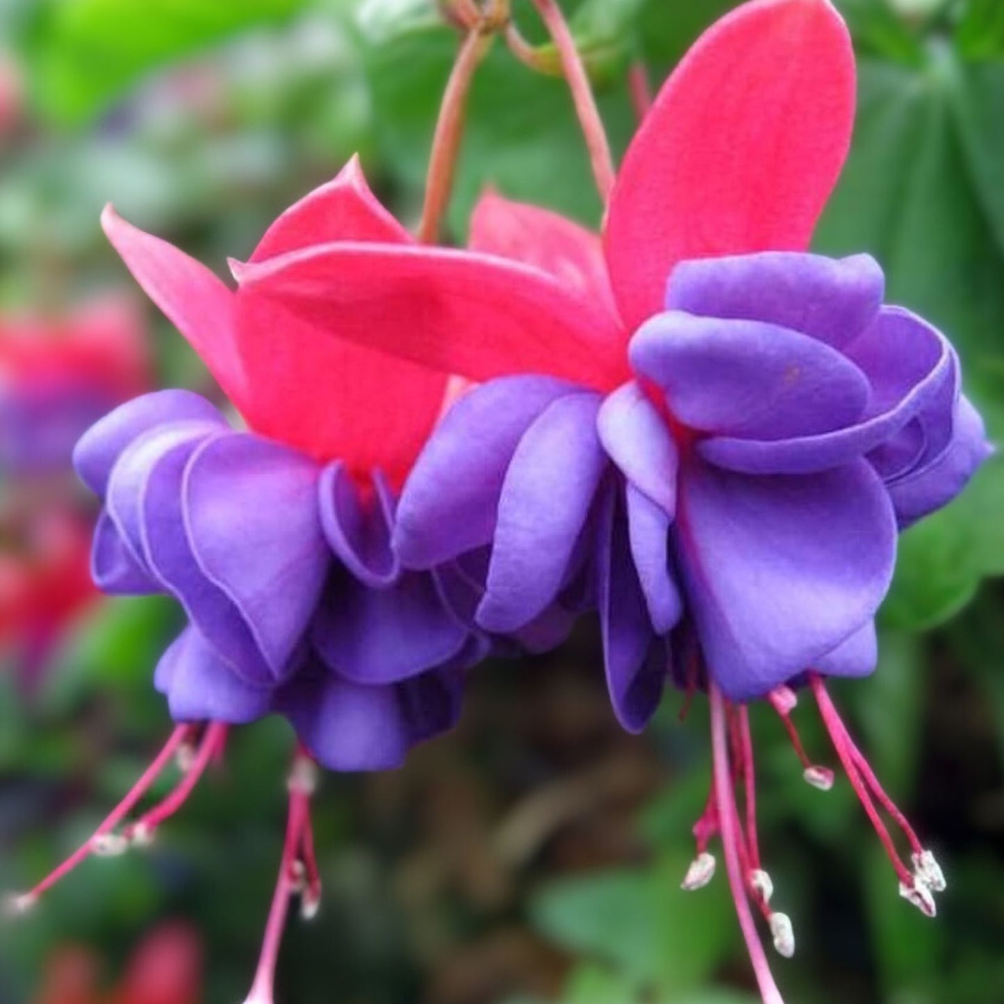 Fuchsia Plant in 3" Pot - Blue Eyes Variety - Well-Rooted Live Plant - Fuchsia magellanica