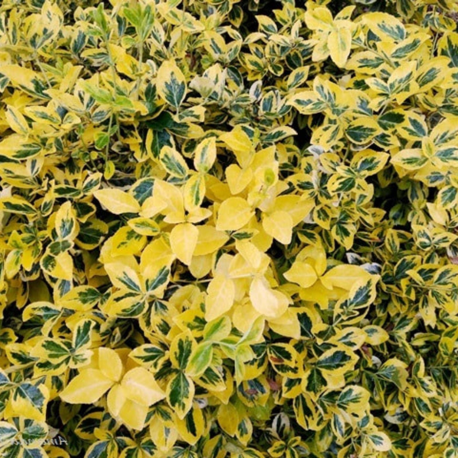 Blonde Variegated Winter Creeper Cuttings Set of 12 – Euonymus fortunei – Perennial Ground Cover Vine – Non-Rooted Plant