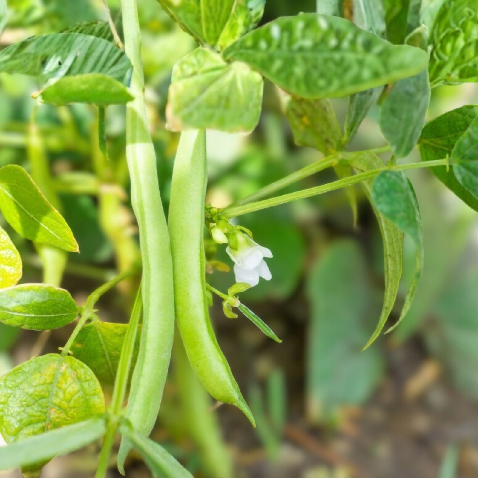 Slenderette Bush Bean Seeds 500+ Non-GMO Phaseolus vulgaris Healthy Tasting Vegetable Seeds