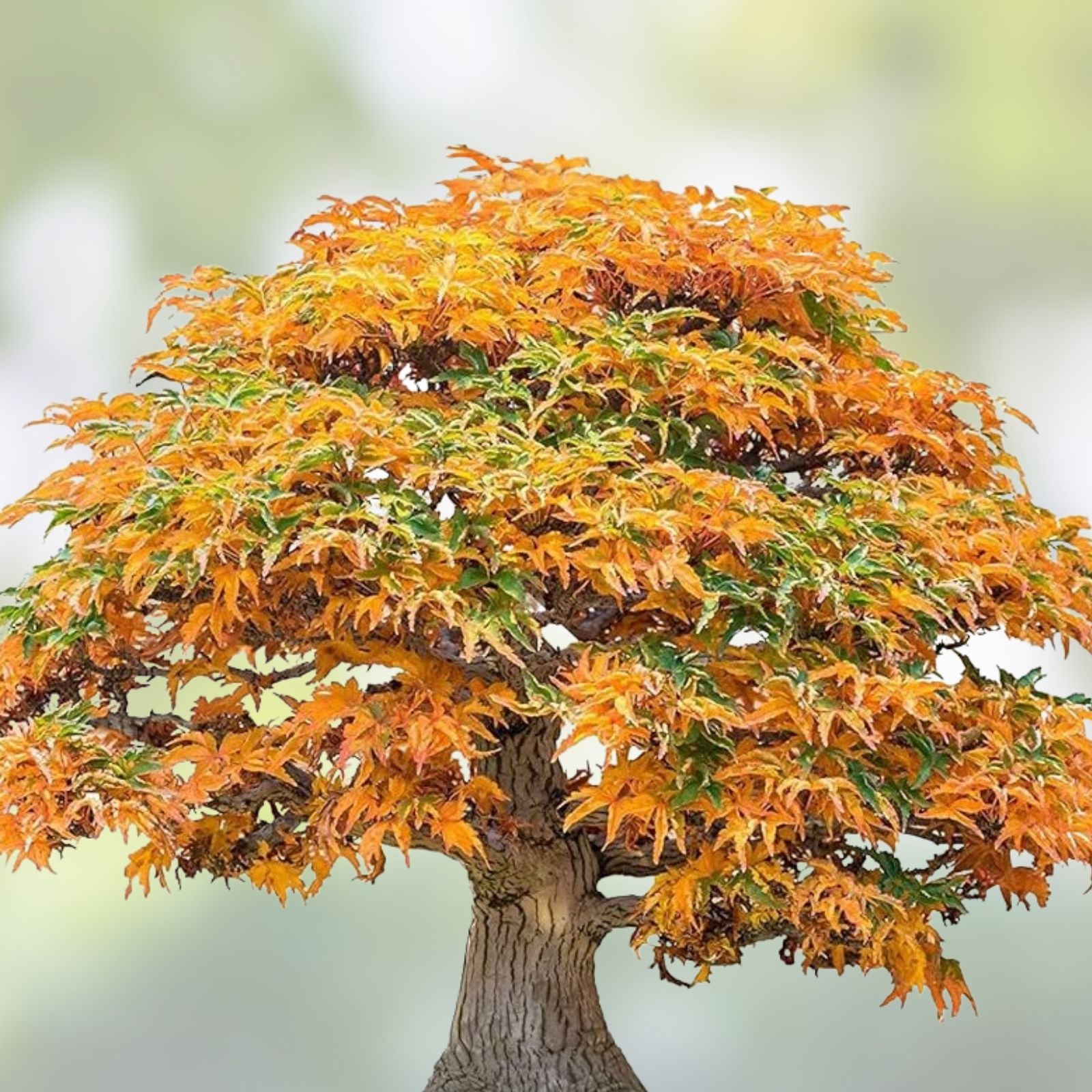 Bonsai Tree Seeds - Trident Maple Acer buergerianum, 30+ Seeds for Bonsai Cultivation, Tree Growing Kit