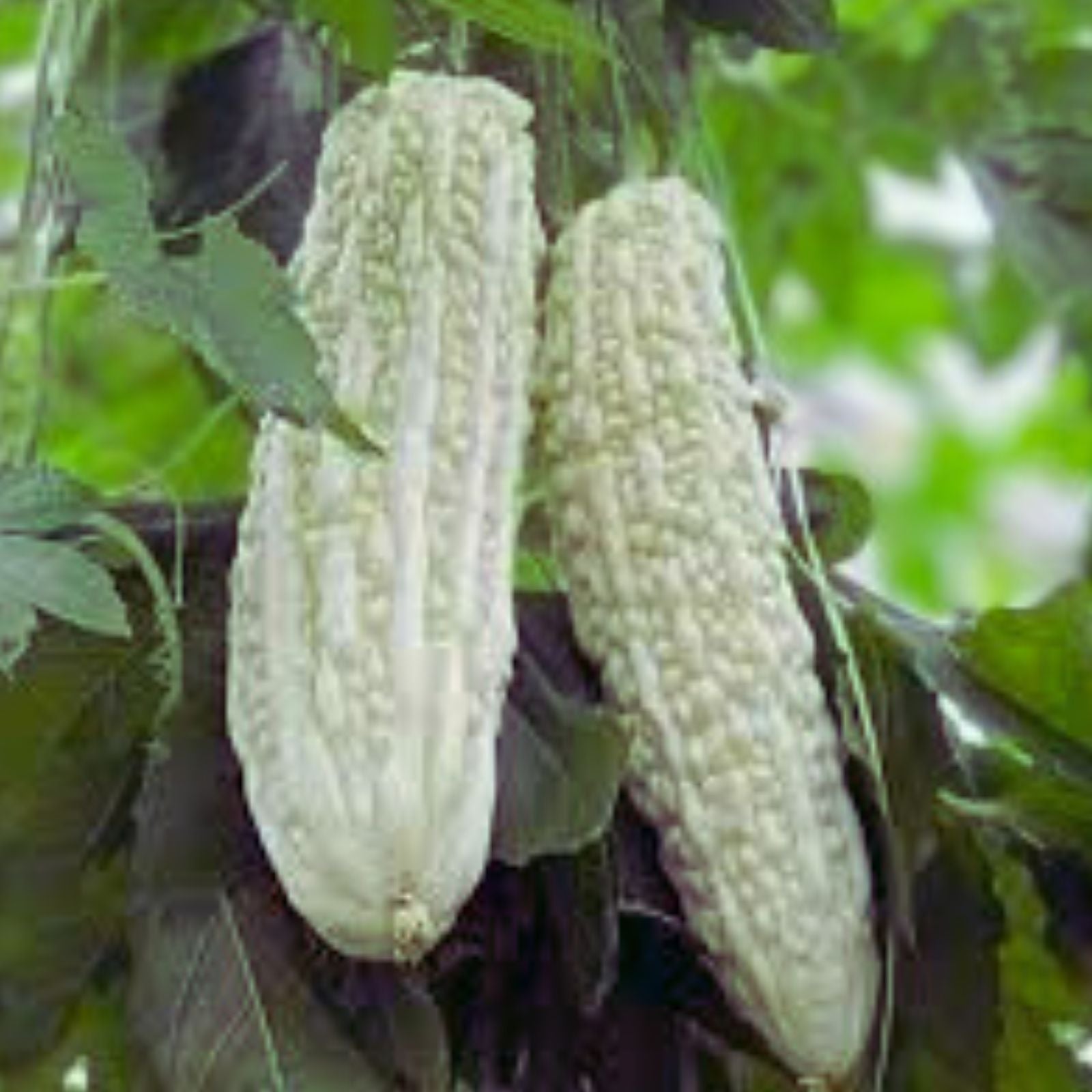 White Bitter Melon Seeds 6 Pack – Bitter Gourd Melon, Momordica charantia, Edible Vegetable Seeds for Planting