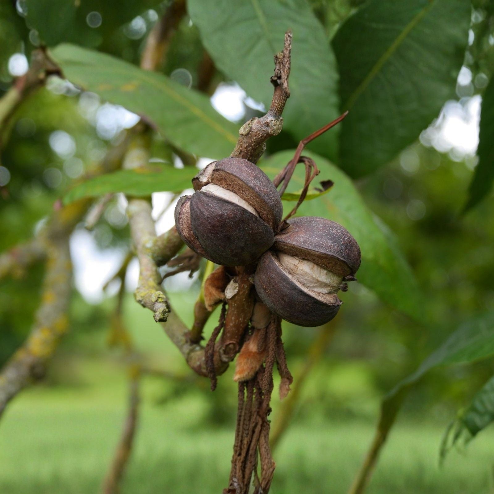 Shellbark Hickory Tree Live Plant – 8-12 Inch Carya laciniosa Edible Nuts, Hardy Zone 5-9