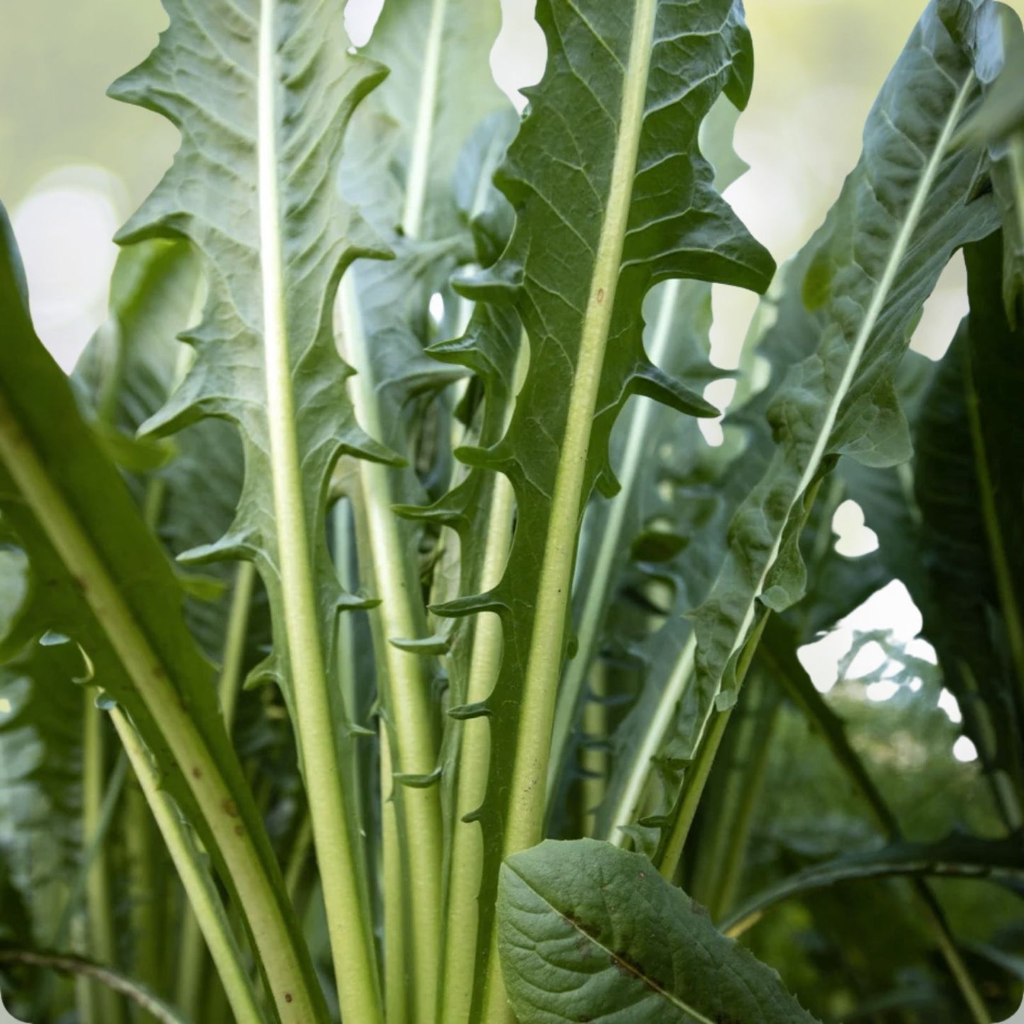 Catalogna Emerald Endive Seeds - Italian Dandelion Chicory Green - 300+ Seeds - Cichorium intybus