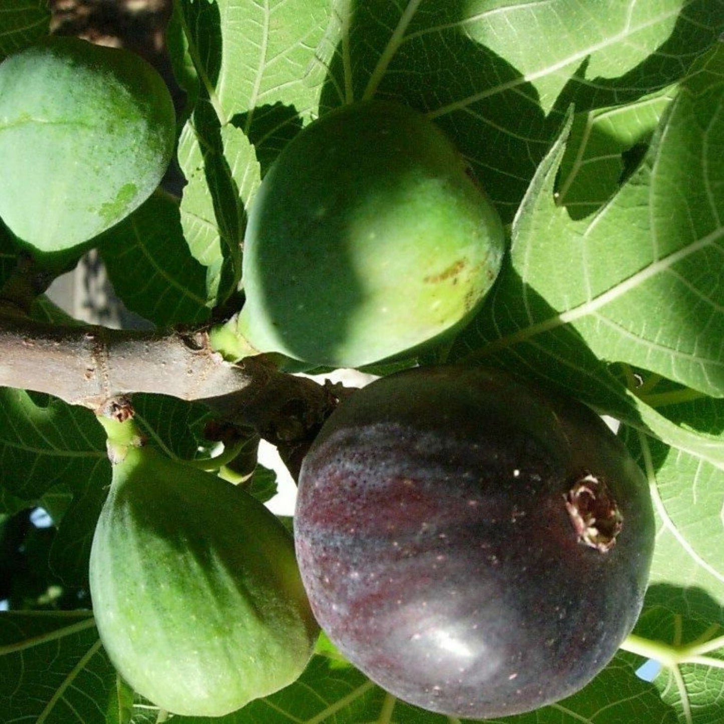 Live Fig Trees 8 Cold Hardy Varieties Ficus carica for Home Gardens and Outdoor Planting
