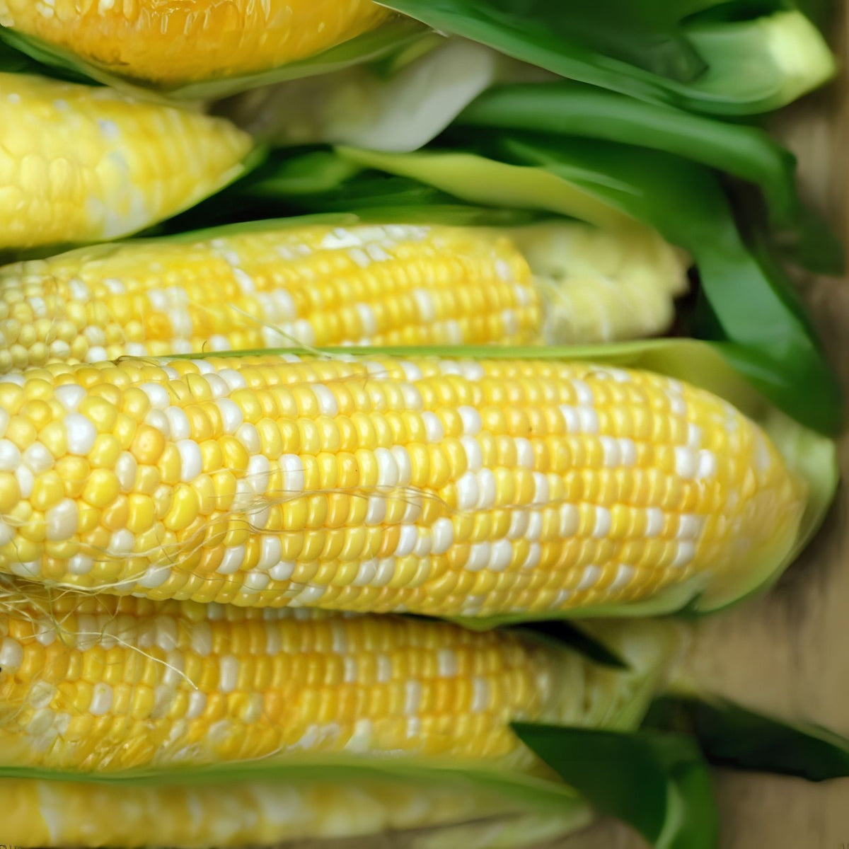 Peaches and Cream Sweet Corn Seeds - 250+ Seeds - Zea mays