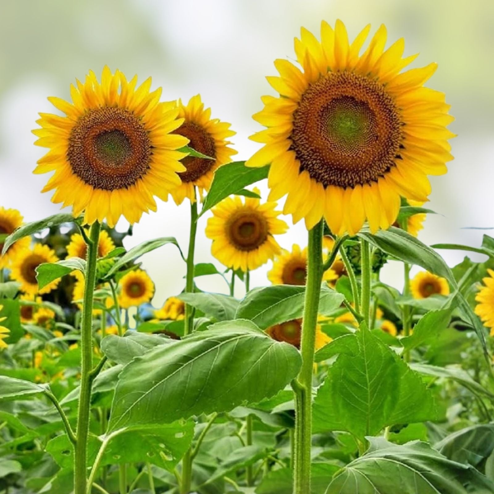 Sunflower Seeds for Planting 50 Count – Easy Grow Varieties Helianthus annuus Garden Flower Seeds