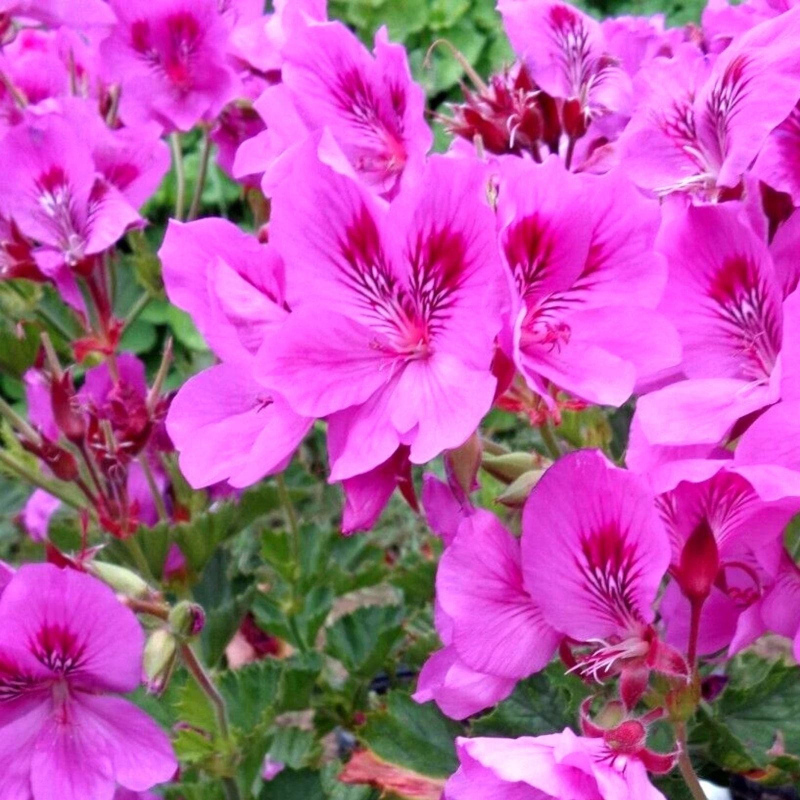 Purple Pink Pelargonium Cuttings 3-Pack | Regal Geranium Live Plant | Pelargonium x hortorum