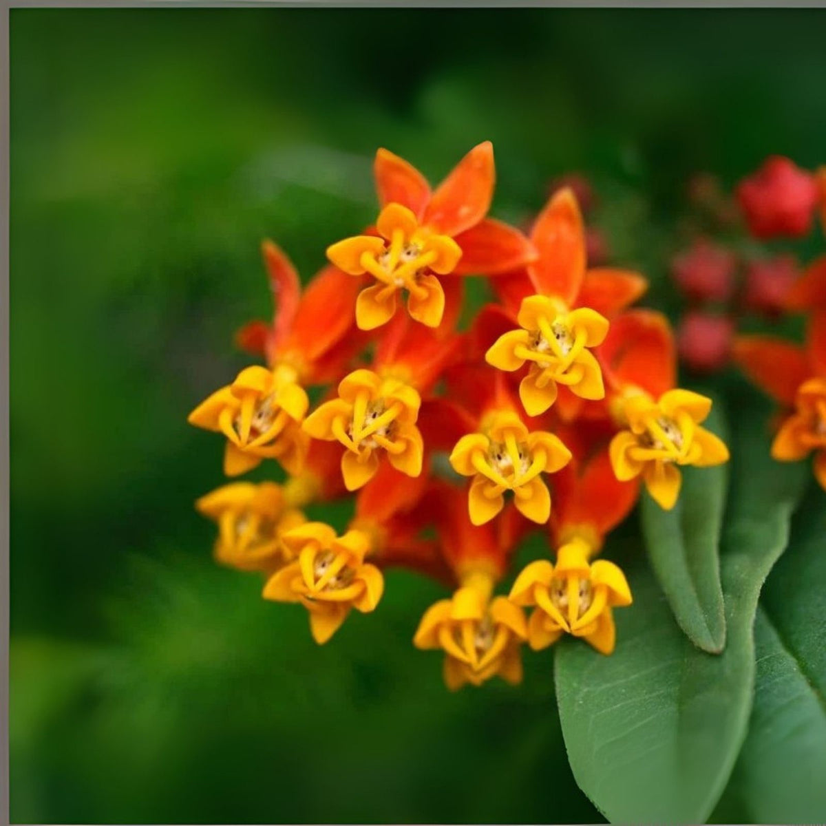 Tropical Milkweed Seeds - 250 Count - Food and Host Plant for Monarch Butterflies - Asclepias curassavica