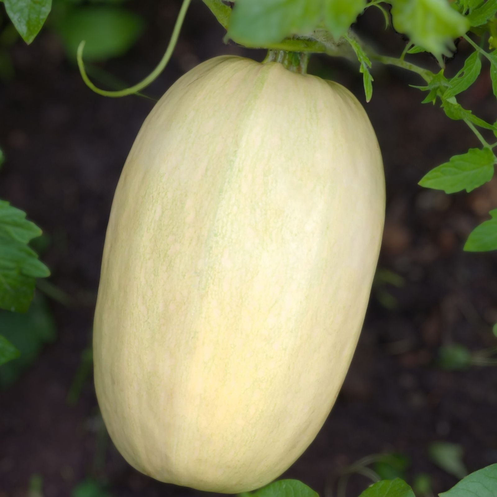 Organic Spaghetti Winter Squash Seeds - 10 Pack, Cucurbita pepo, USA Grown, Non-GMO, Heirloom, Vegetable Seeds, Ships Free