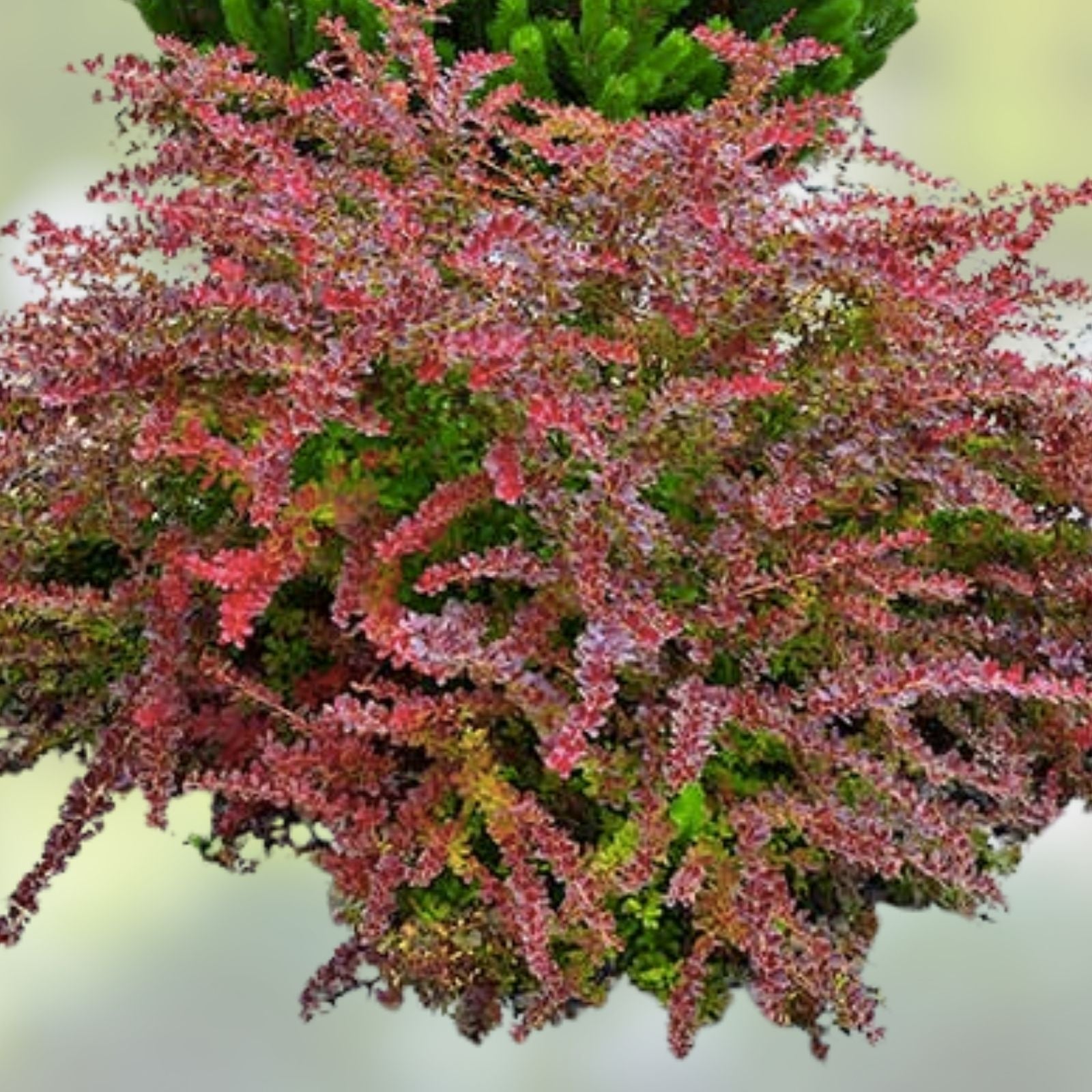 Japanese Barberry Bush Cuttings - 6 Organic Edible Berry Cuttings - Berberis thunbergii - Ornamental Shrubs for Garden Landscaping