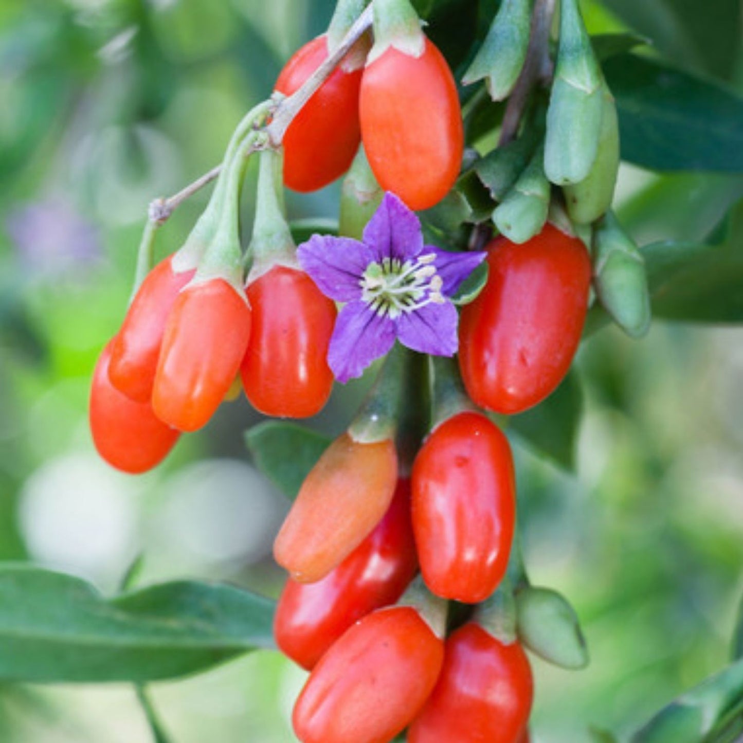 Goji Berry Cuttings - Fresh Lycium barbarum Plant Clippings - Lot of 20 for Gardening and Propagation